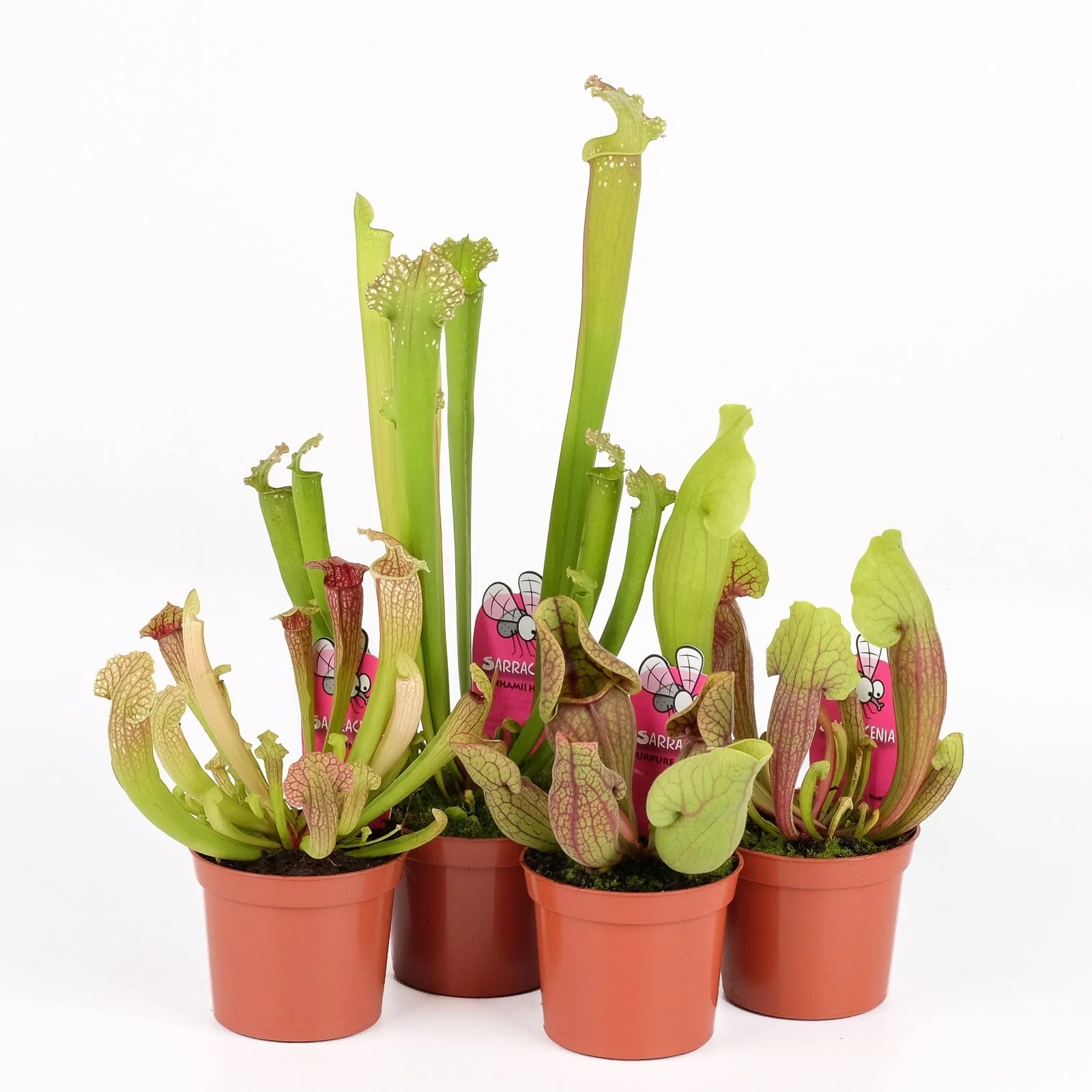 Sarracenia mix – Planta Ulcior