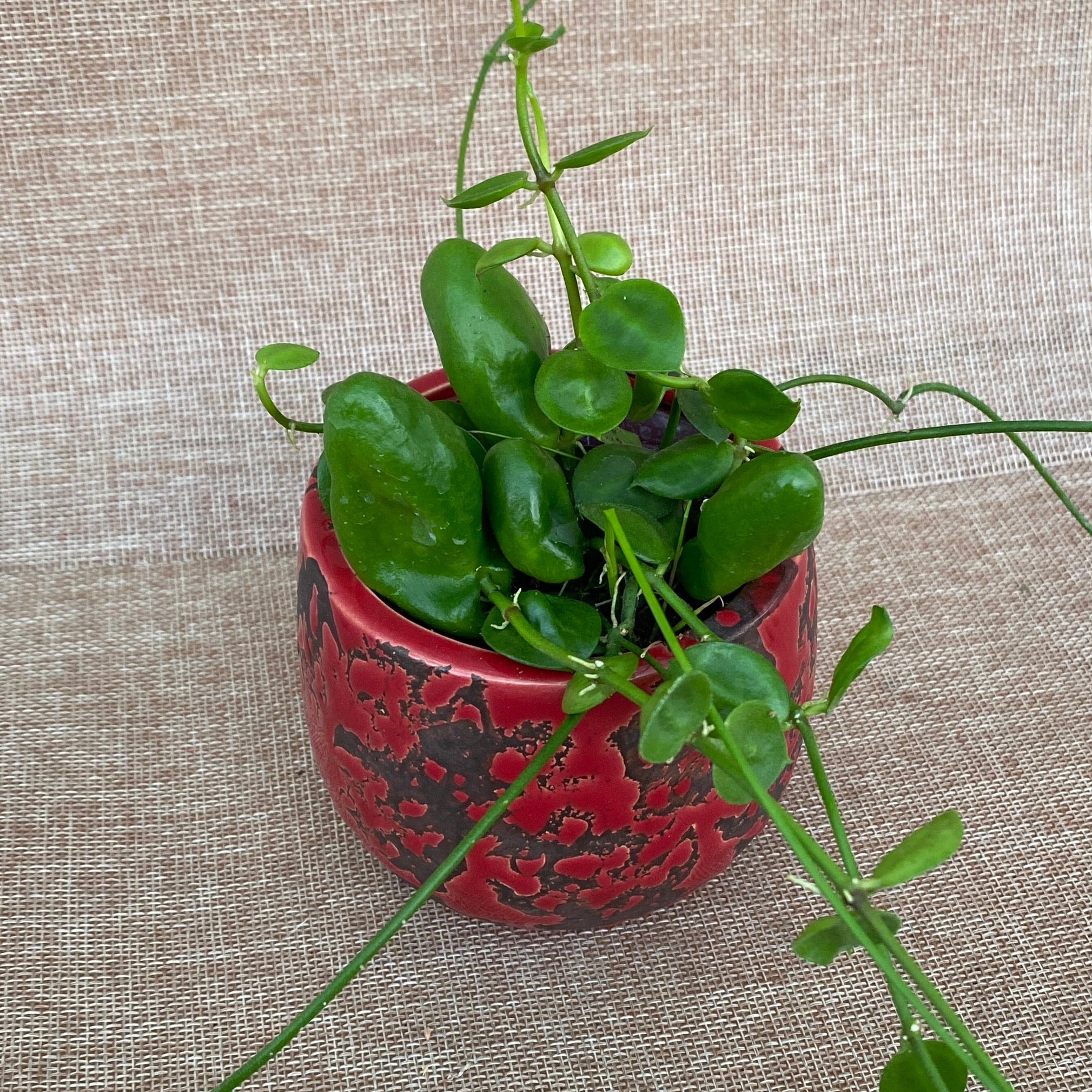 Dischidia major 'Rattle Skulls’