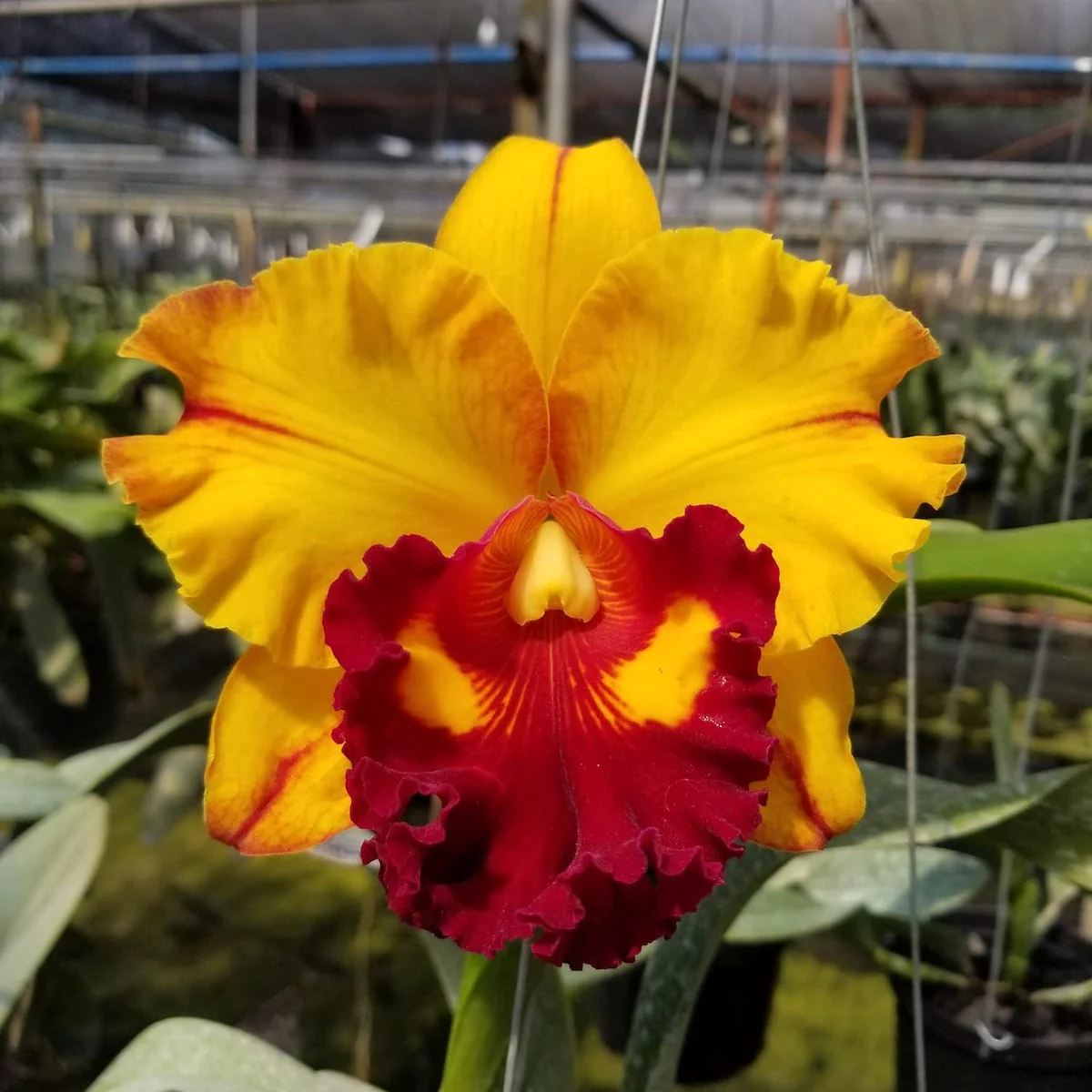 Rlc. Liu’s Joyance 'Panther’
