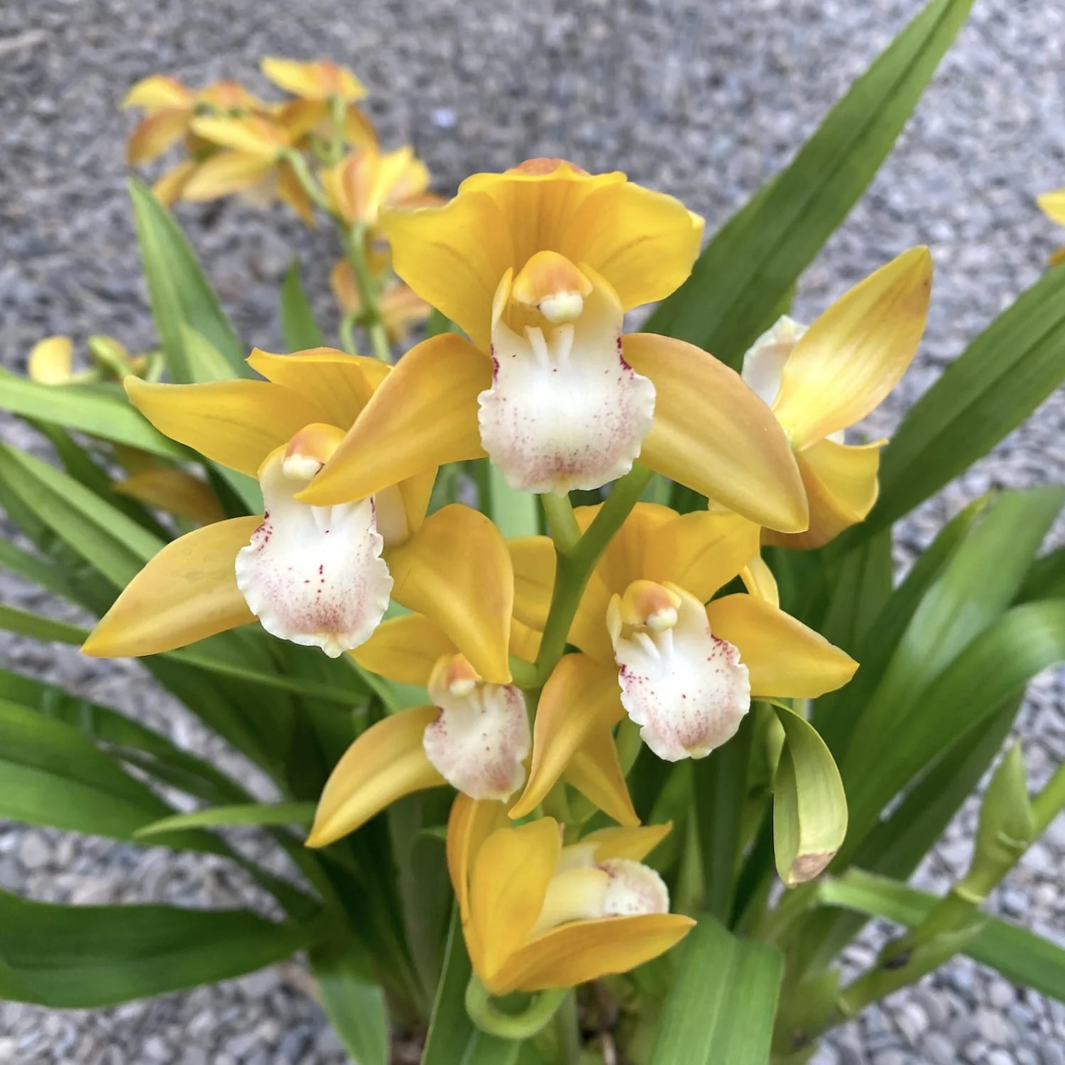Cymbidium Gold Rush – flori parfumate