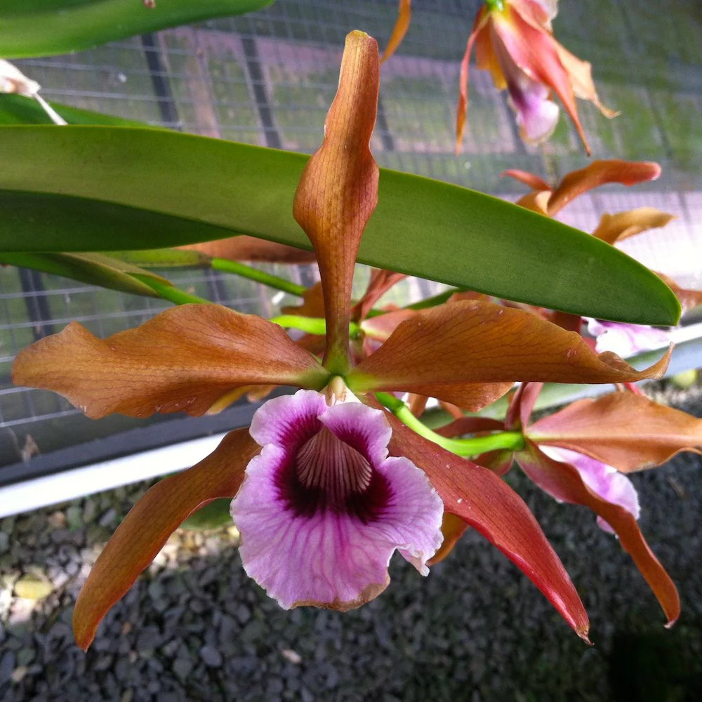 Cattleya tenebrosa 'YD Black Eye’ – flori mari parfumate