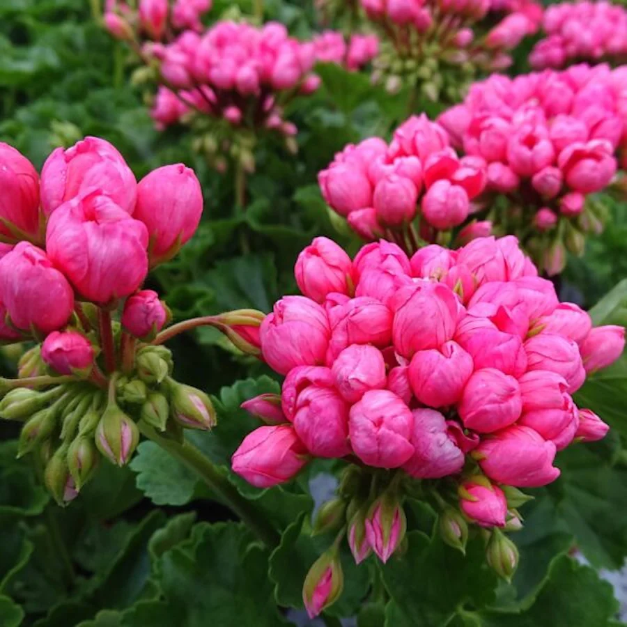 Muscata trandafir – Pelargonium Royal Rosebud 'Pink Pandora’