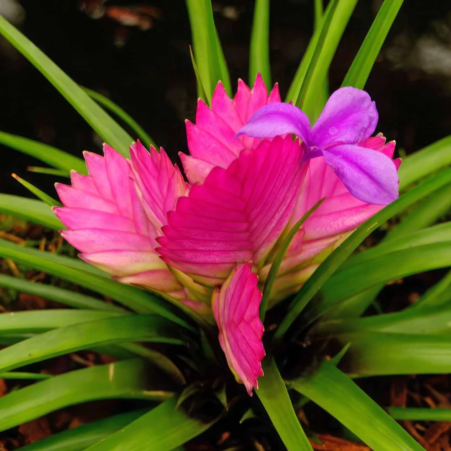 Tillandsia cyanea 'Josée’
