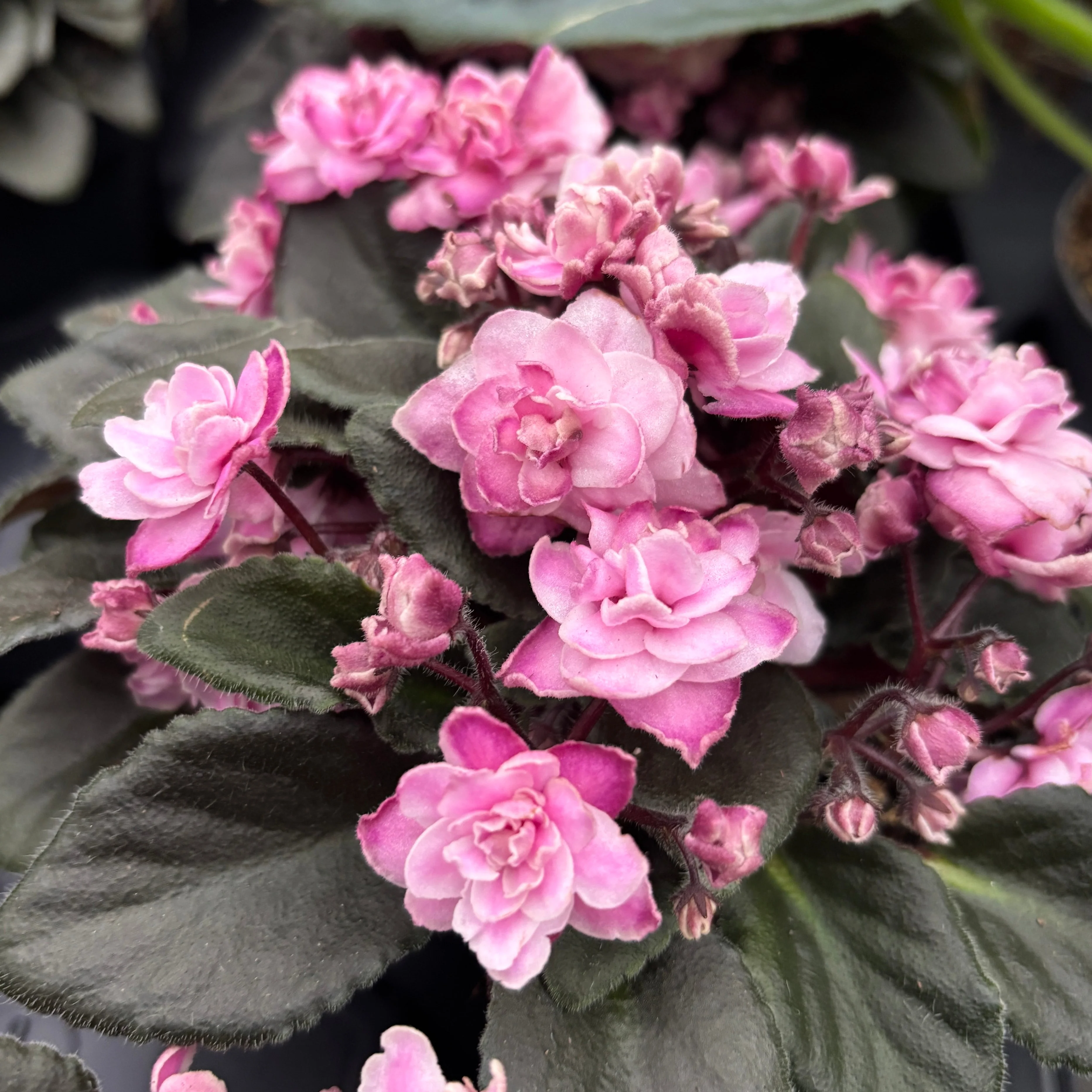 Saintpaulia Jolly Imp – violete speciale