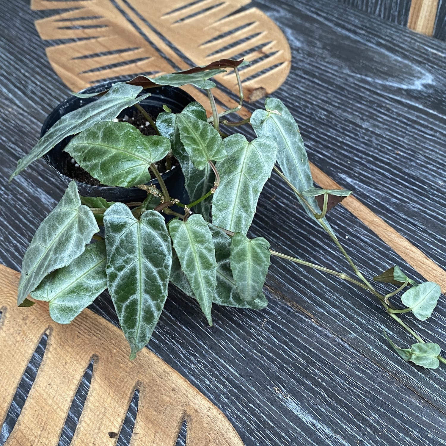Parthenocissus Amazonica ( Amazon Jungle Vine) – 3 plante/ghiveci