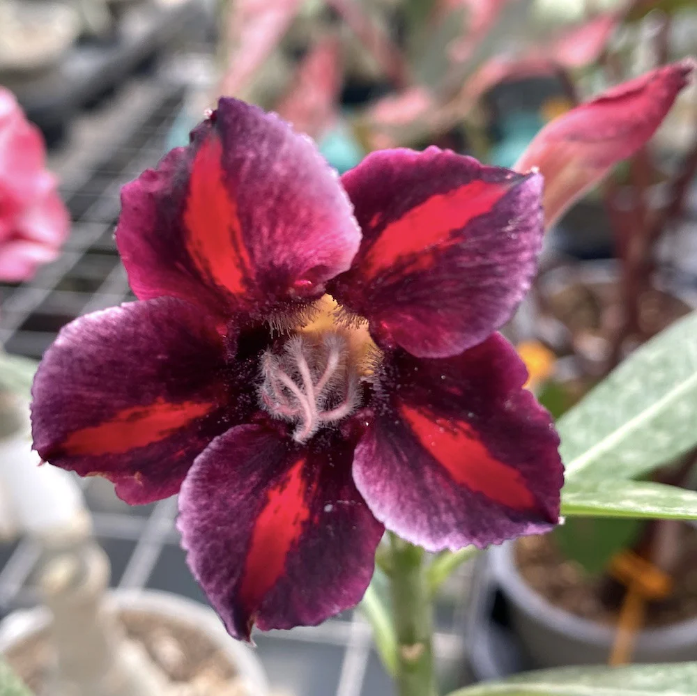 Adenium Obesum 'Purple Rainbow’
