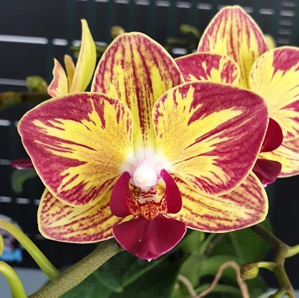 Phalaenopsis Fangmei Sweet 'Splash’