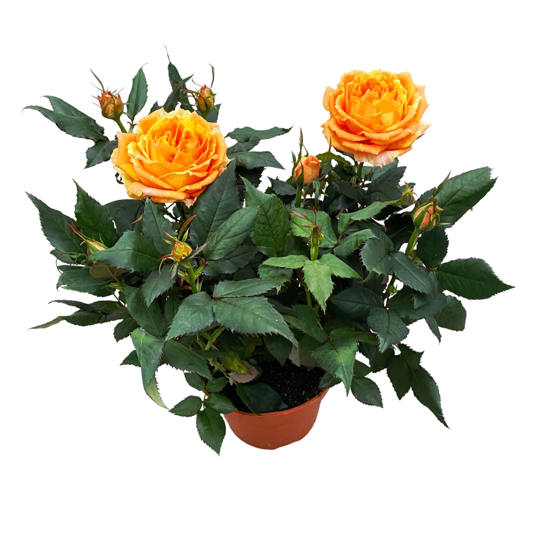 Trandafiri Rosa Impala Kordana Grande (flori mari parfumate)