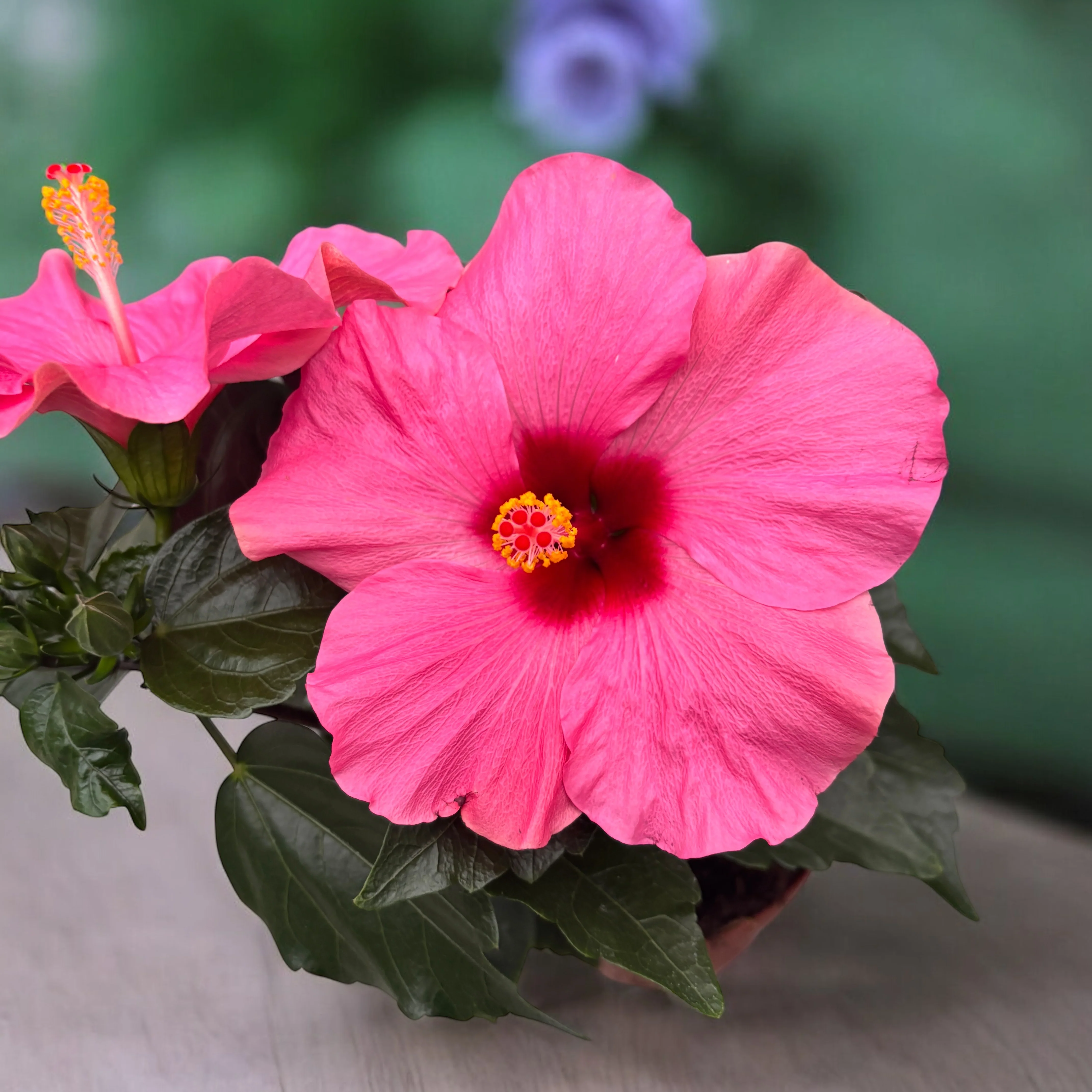 Hibiscus 'Adonicus Pink’- flori XL (2 plante/ghiveci)