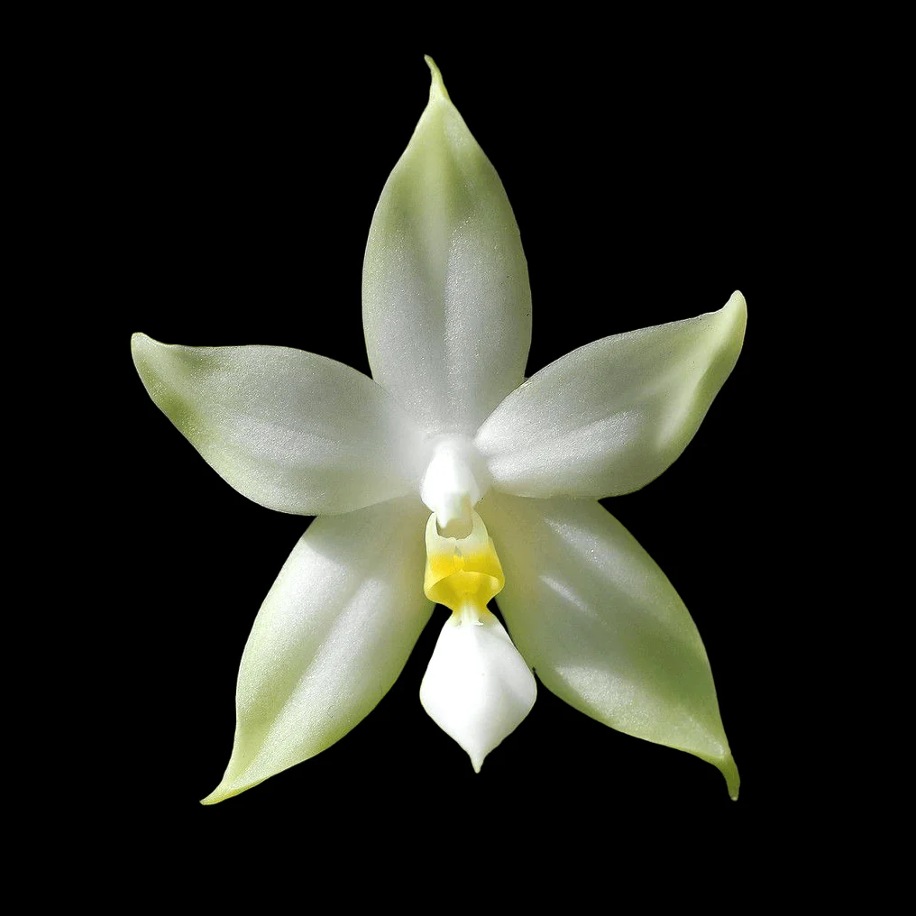 Phalaenopsis bellina var. alba *parfumata