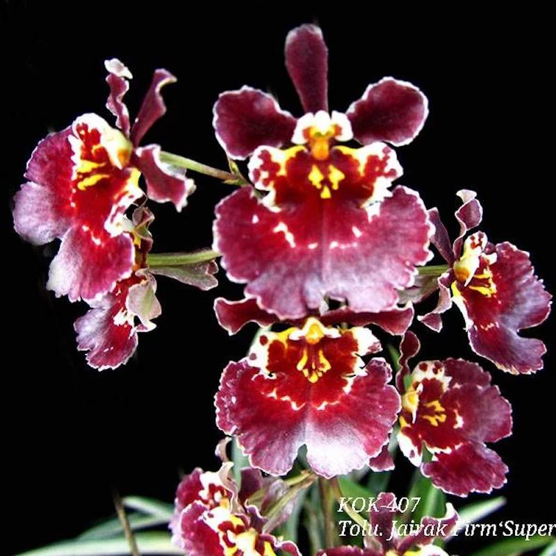 Tolumnia Jairak Firm 'Super Brown’