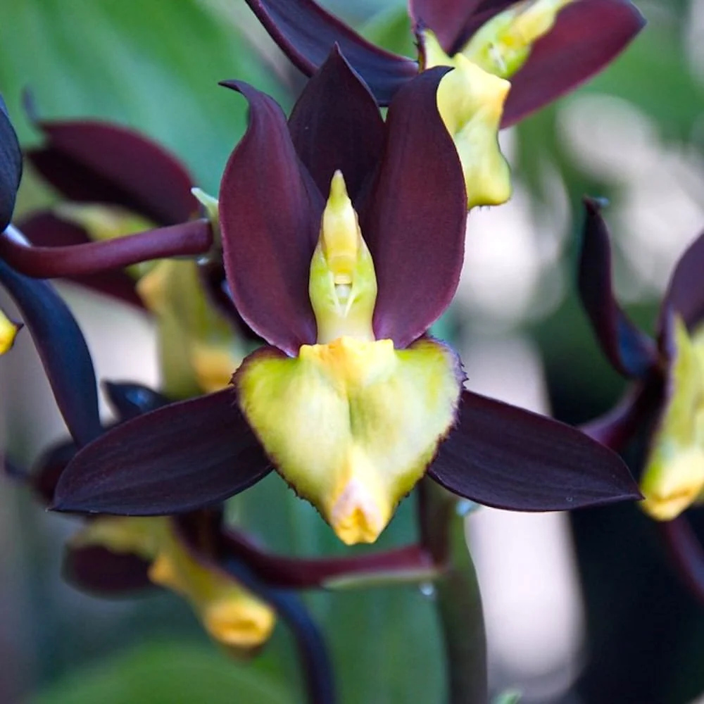 Catasetum tenebrosum parfumat