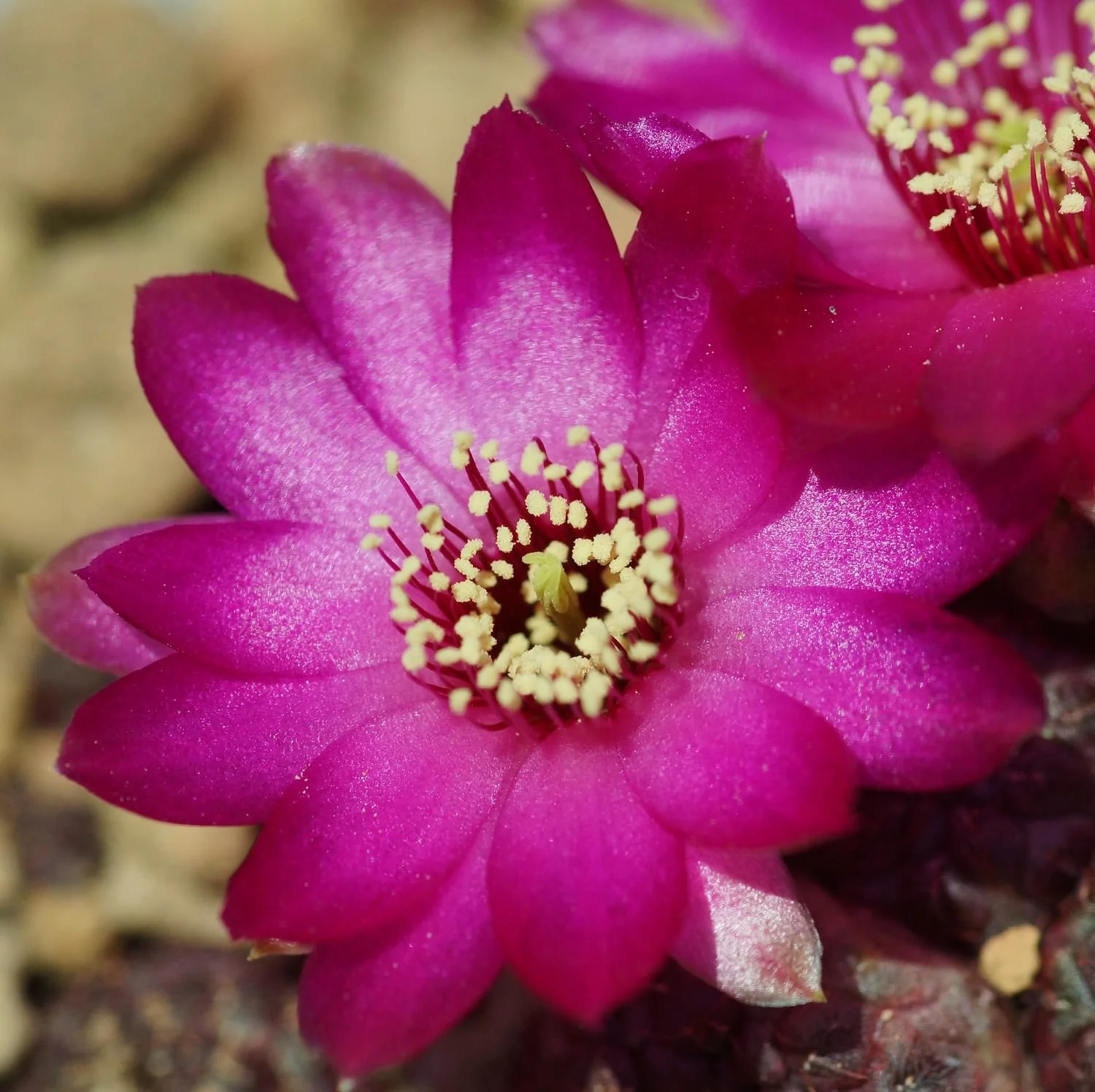 Sulcorebutia rauschii (Purple cactus) – exemplare XL