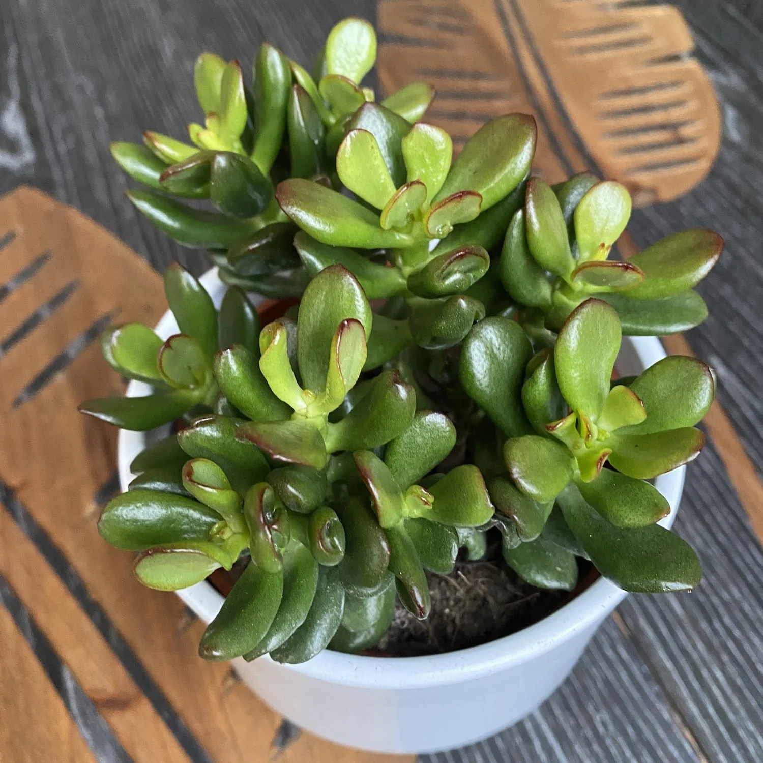 Crassula ovata 'Convoluta’ (arborele de jad) D10