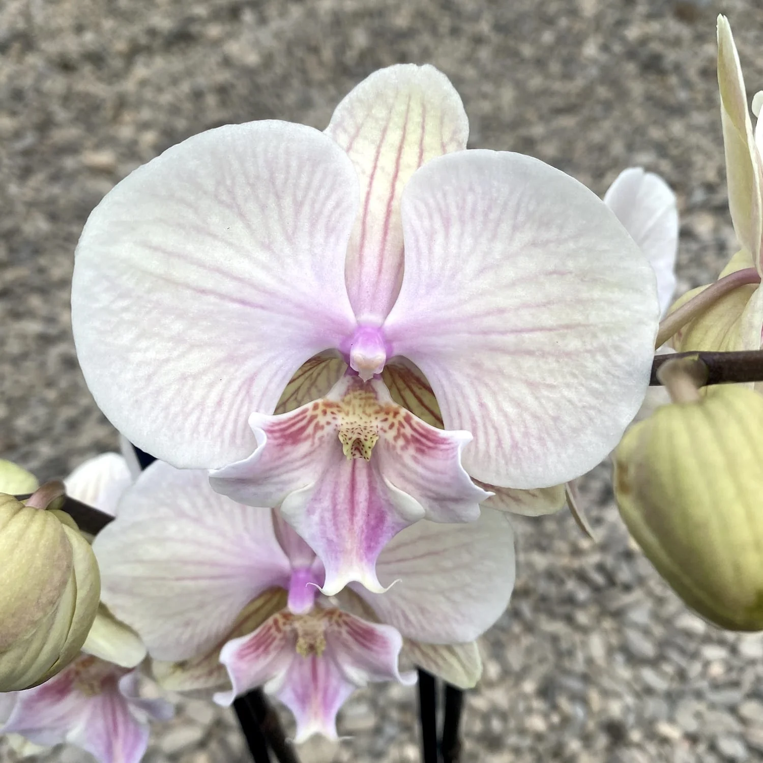 Phalaenopsis Yellow KizZ (big lip)