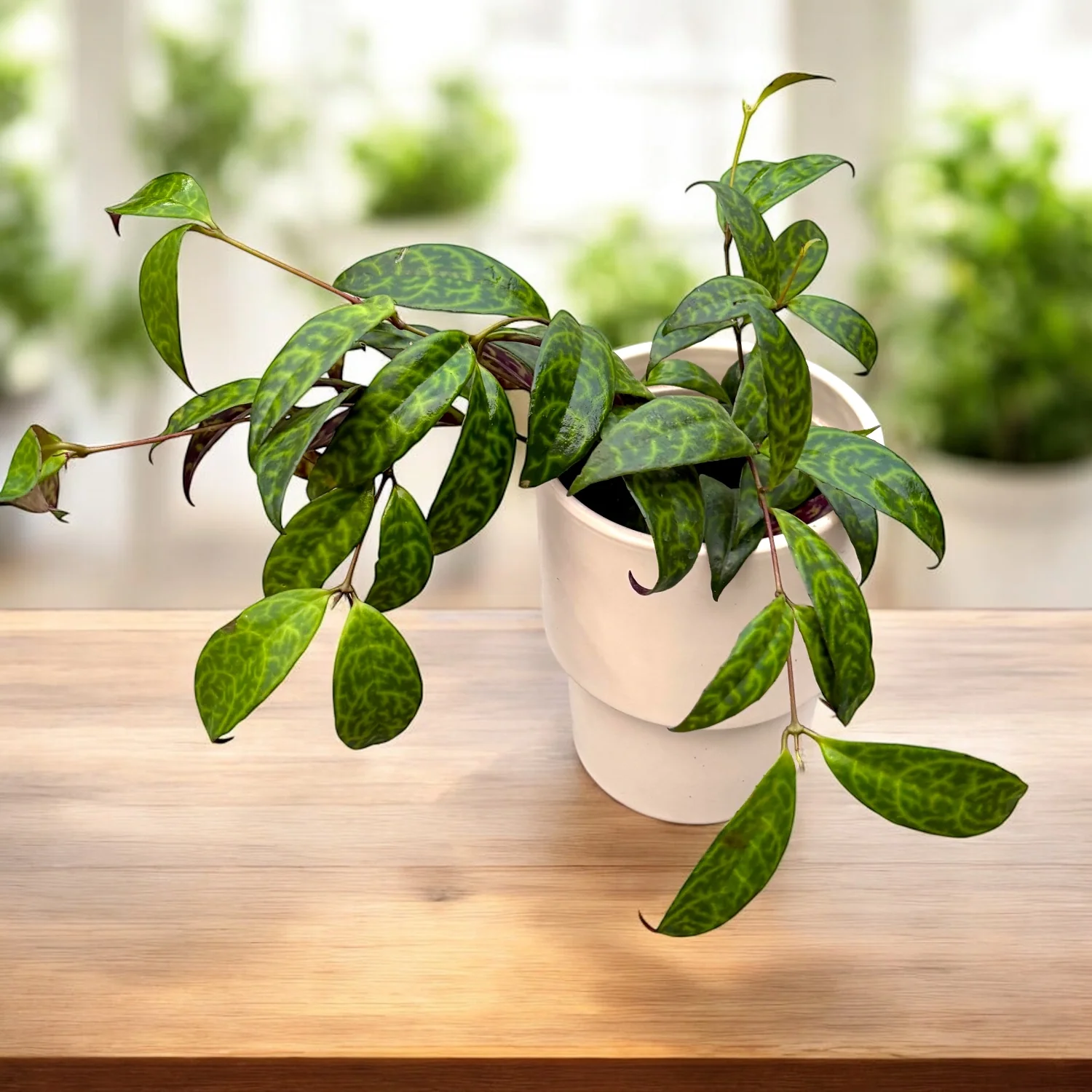 Aeschynanthus marmoratus (2-3 plante/ghiveci)