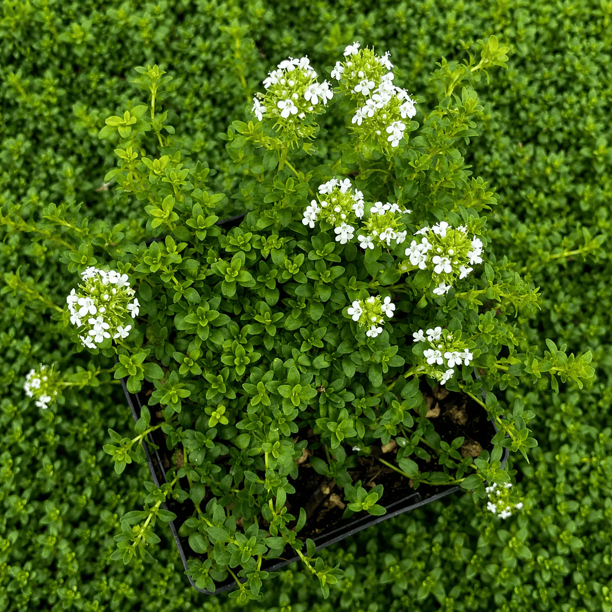 Cimbrisor – Thymus x citriodorus 'Lemon’ – planta aromatica comestibila