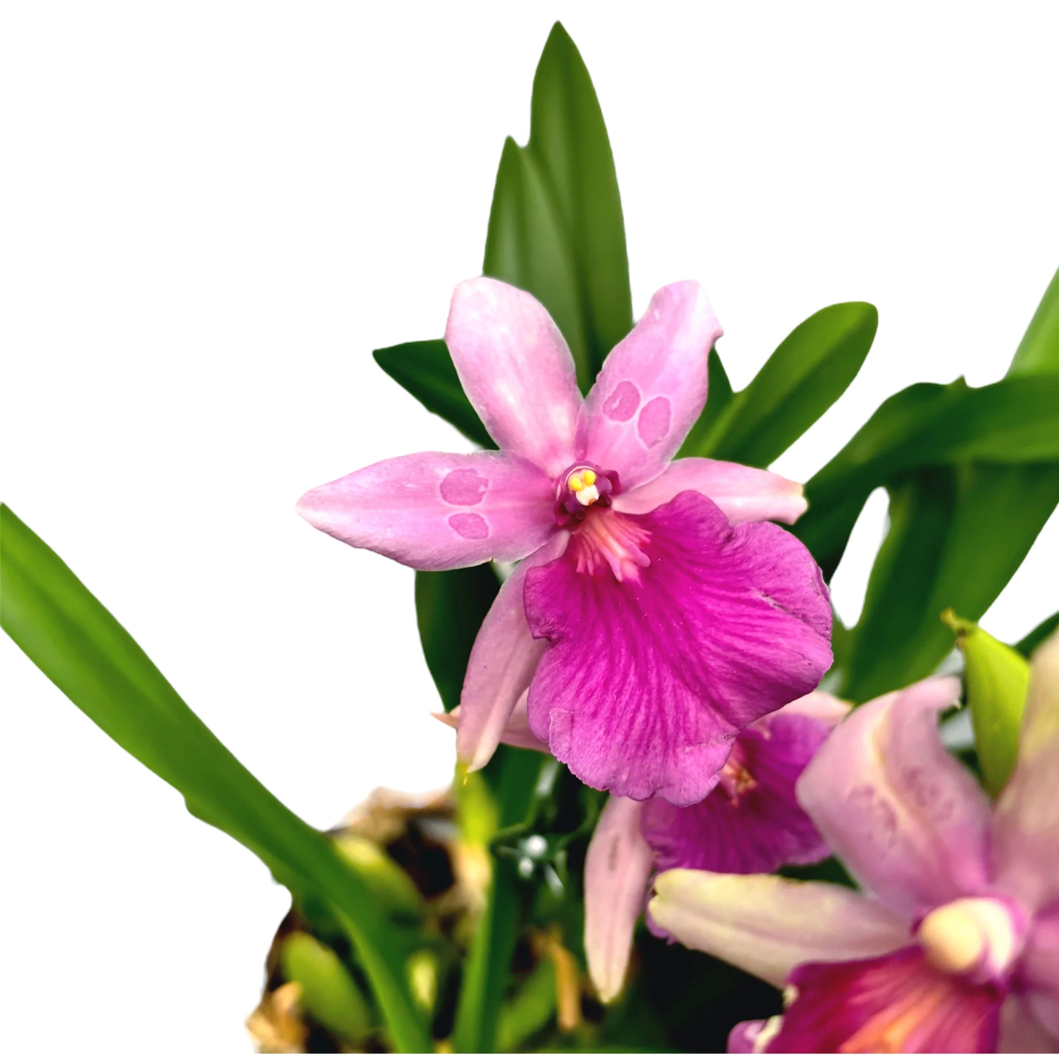 Miltonia Honolulu x Binotii (exemplarul din poze)