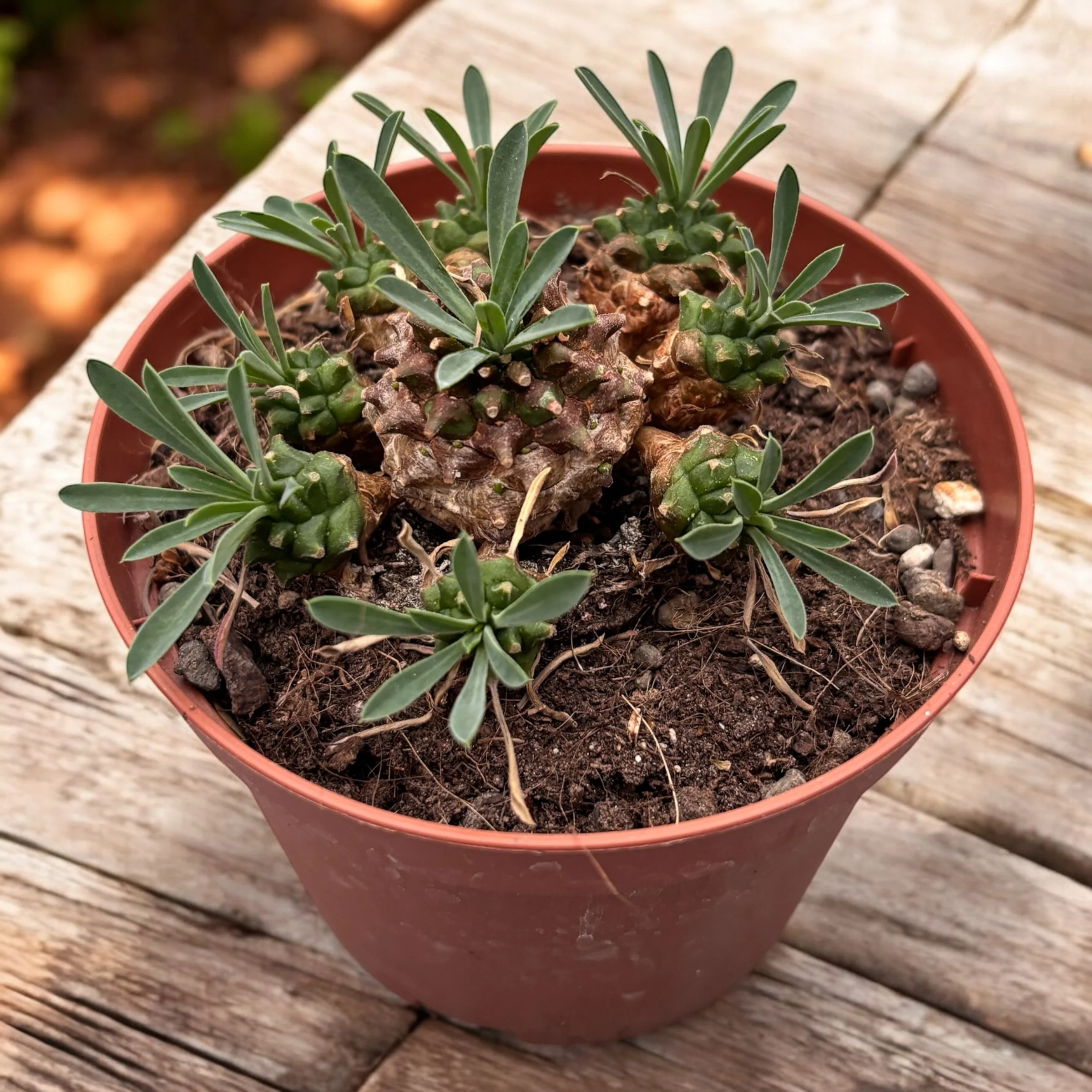 Euphorbia japonica (bupleurifolia x susannae) – Pine Cone Plant (caudex)