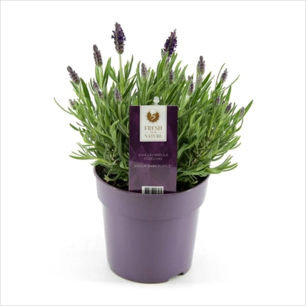 Lavanda la ghiveci mini – Lavandula Stoechas Anouk Dark Purple
