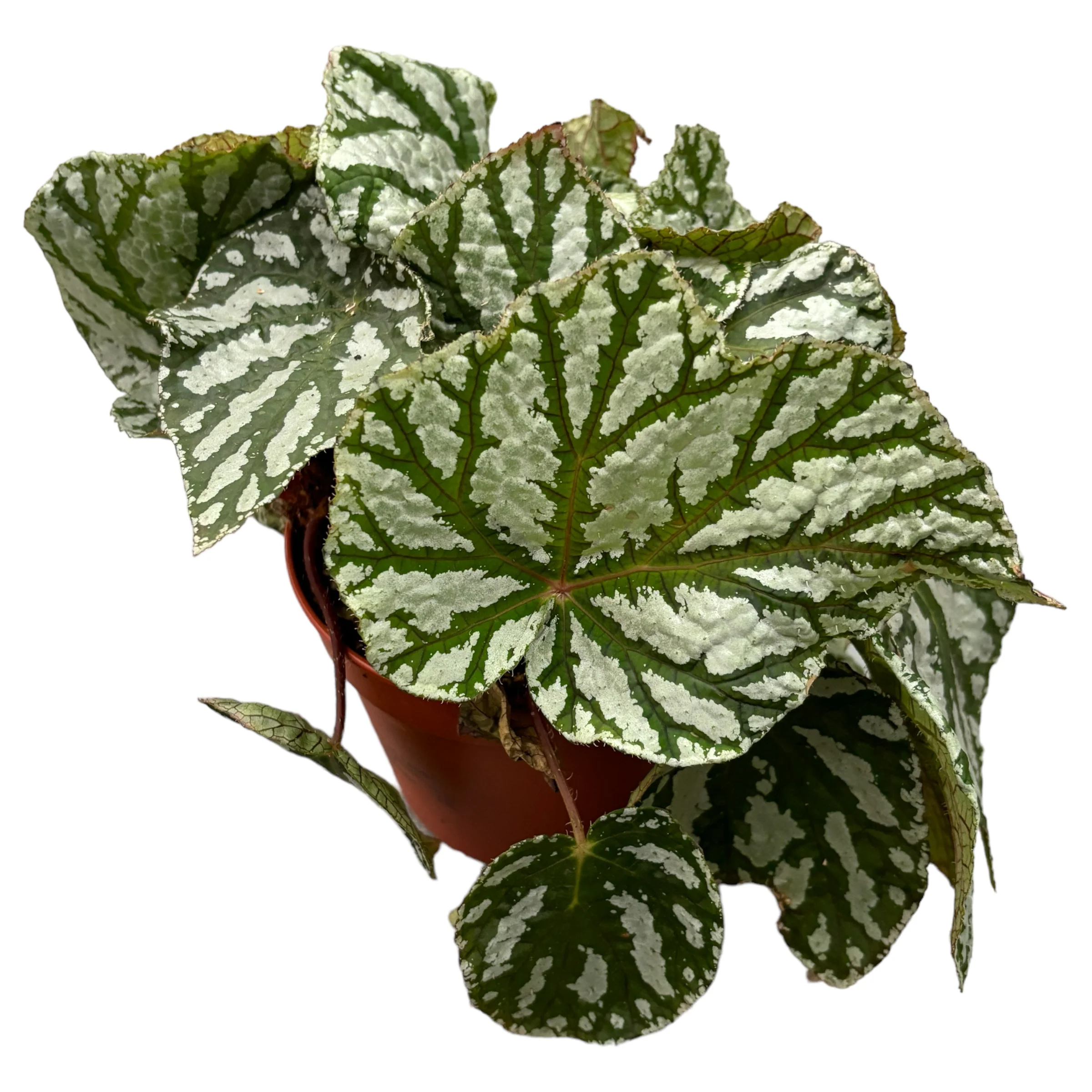 Begonia 'Tap Dance’