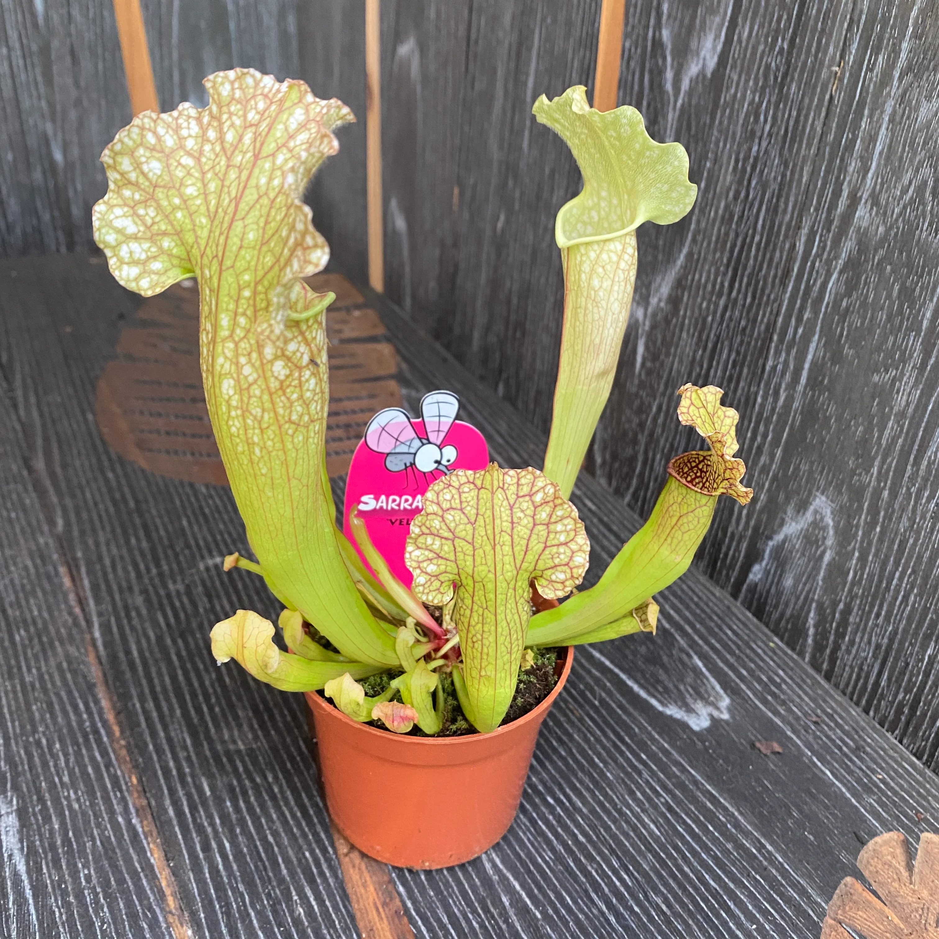 Sarracenia Velvet – Planta Ulcior