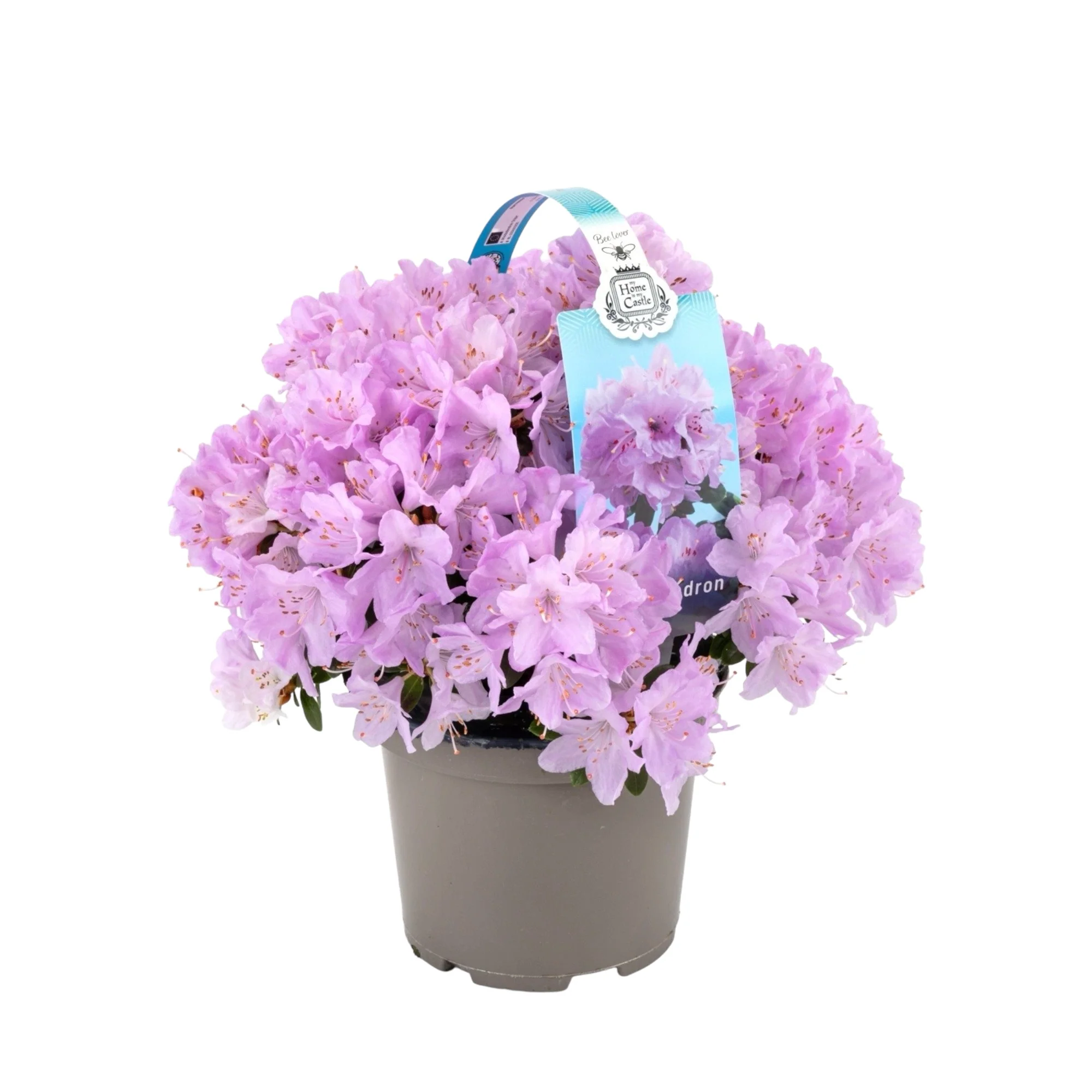 Rhododendron Snipe – azalee de gradina roz