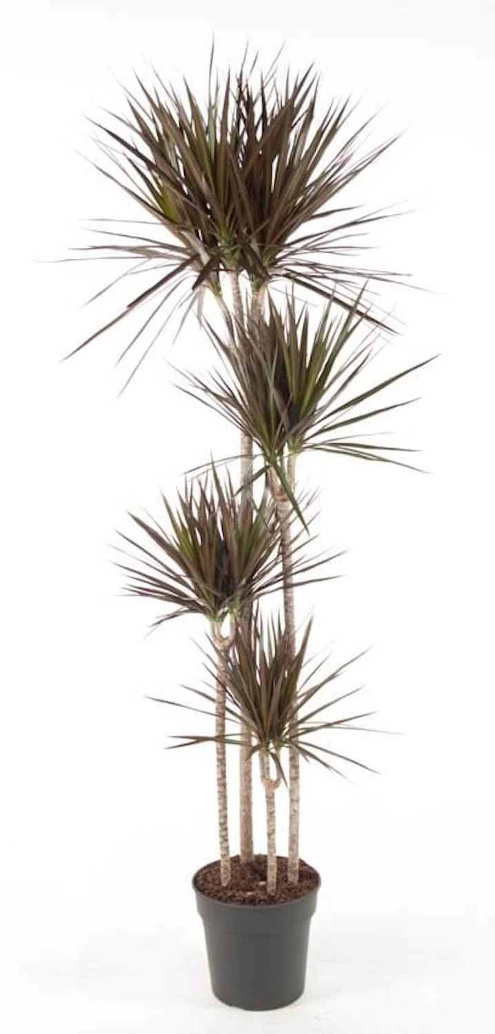 Dracaena Magenta 4 tulpini H155cm
