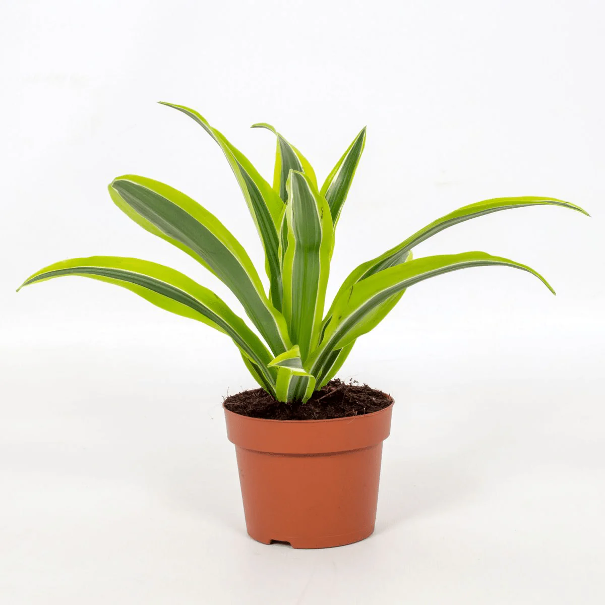Dracaena fragrans 'Lemon Lime’ D12