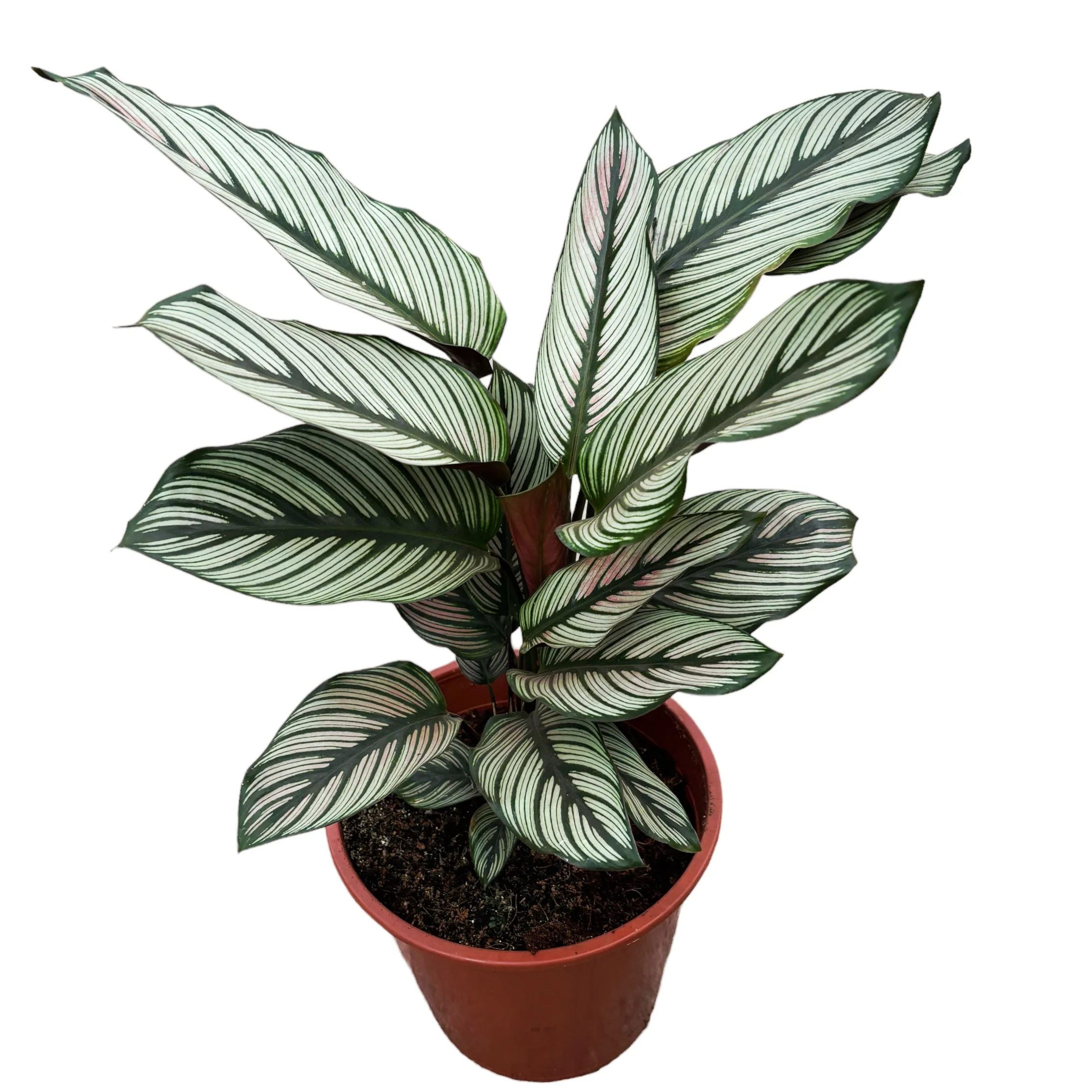 Calathea majestica Whitestar D19