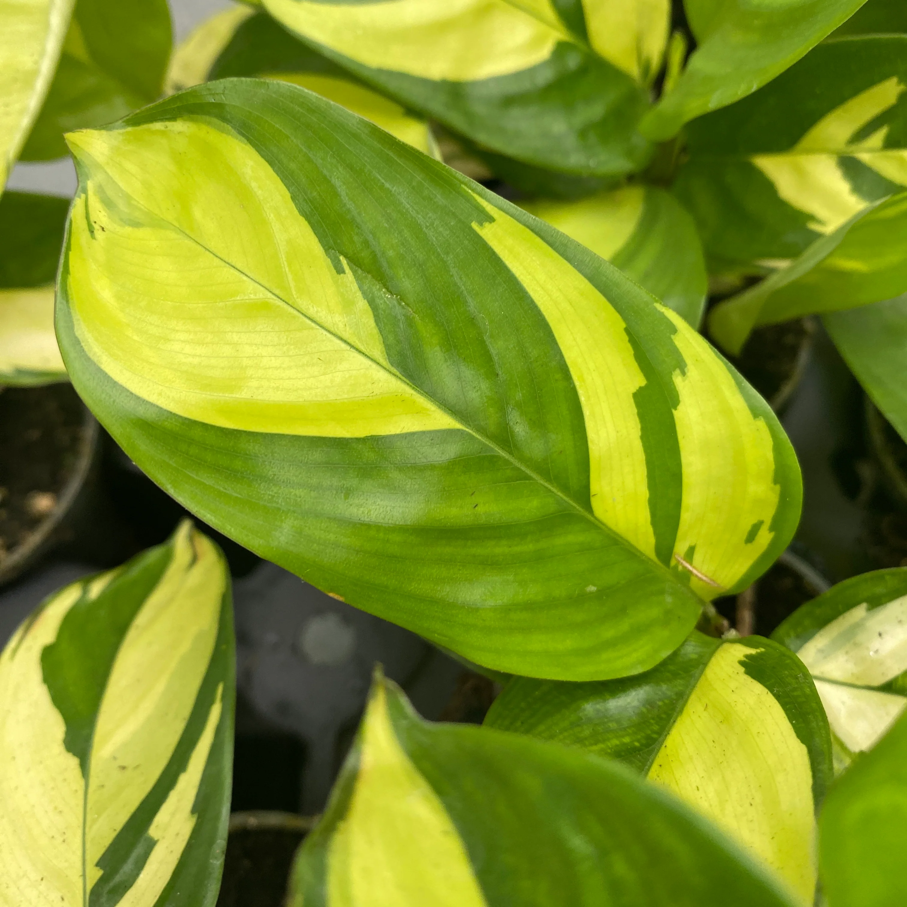 Ctenanthe lubbersiana (Golden Mosaic) *babyplant