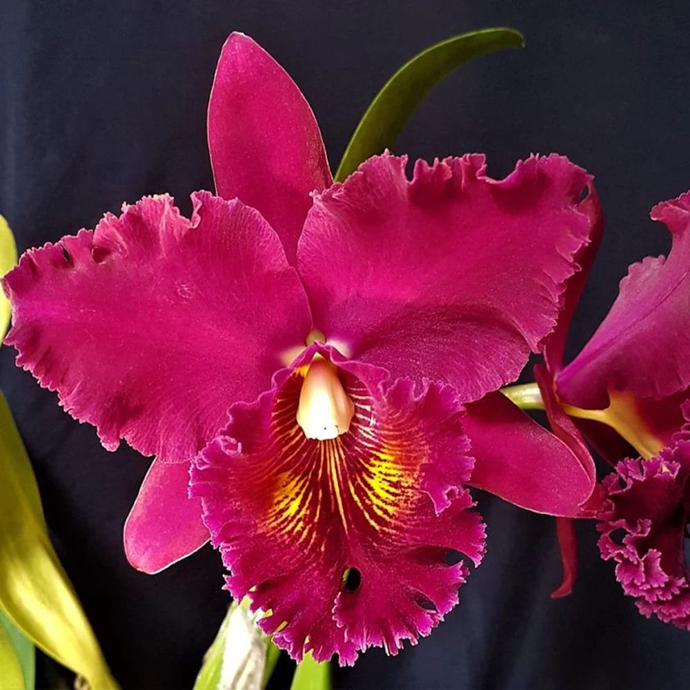 Rlc. Chia Lin 'New City’ – flori uriase parfumate