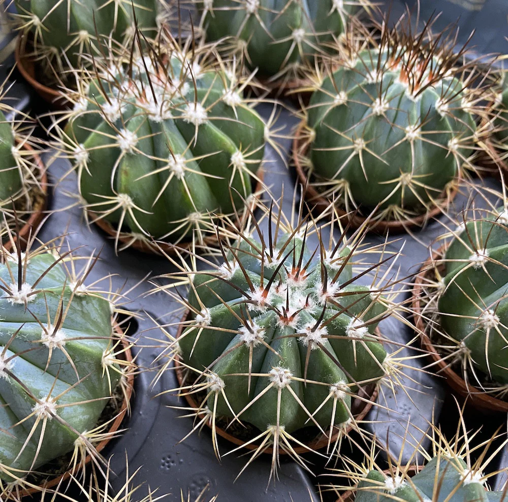 Melocactus Azureus