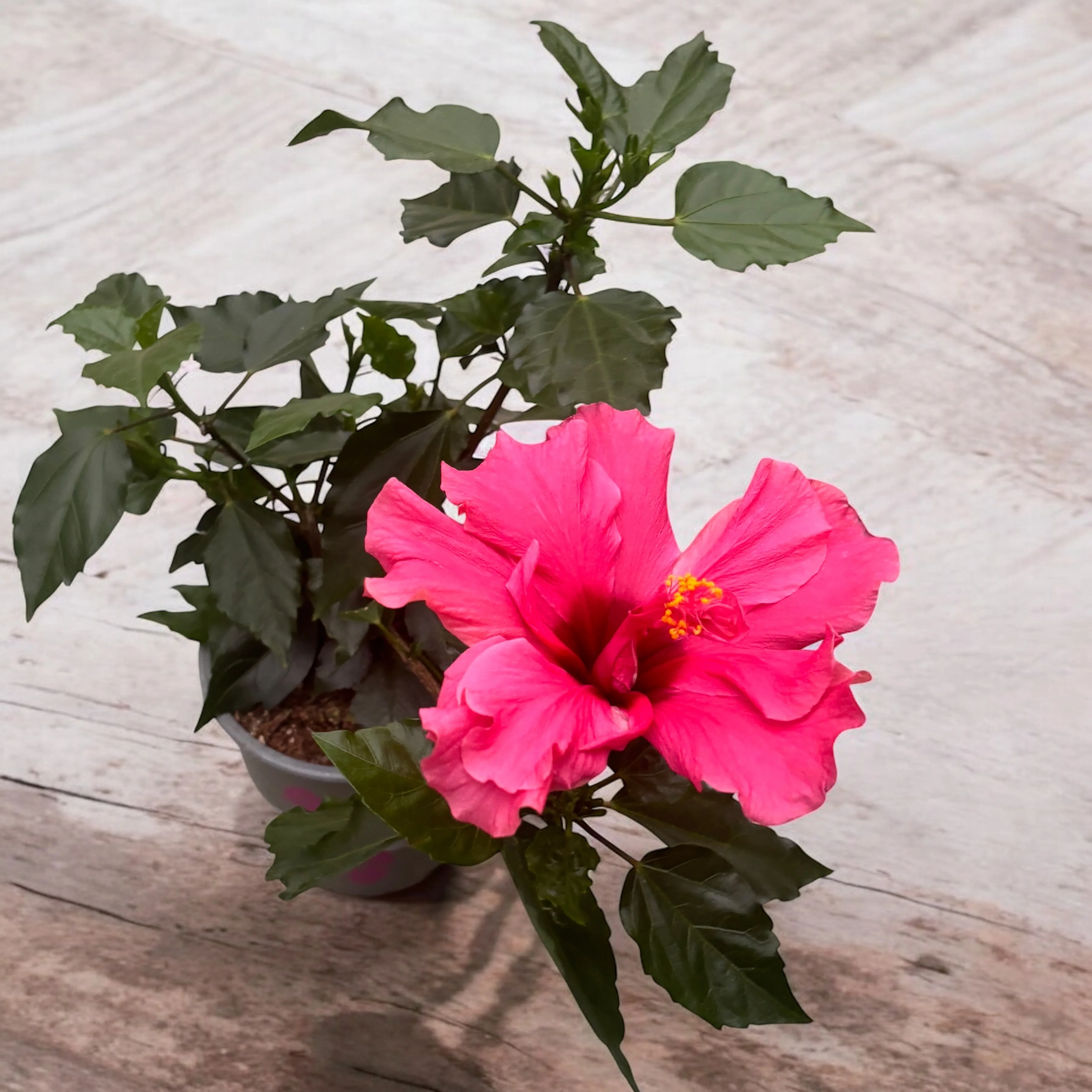 Hibiscus – Trandafir japonez cu floarea dubla