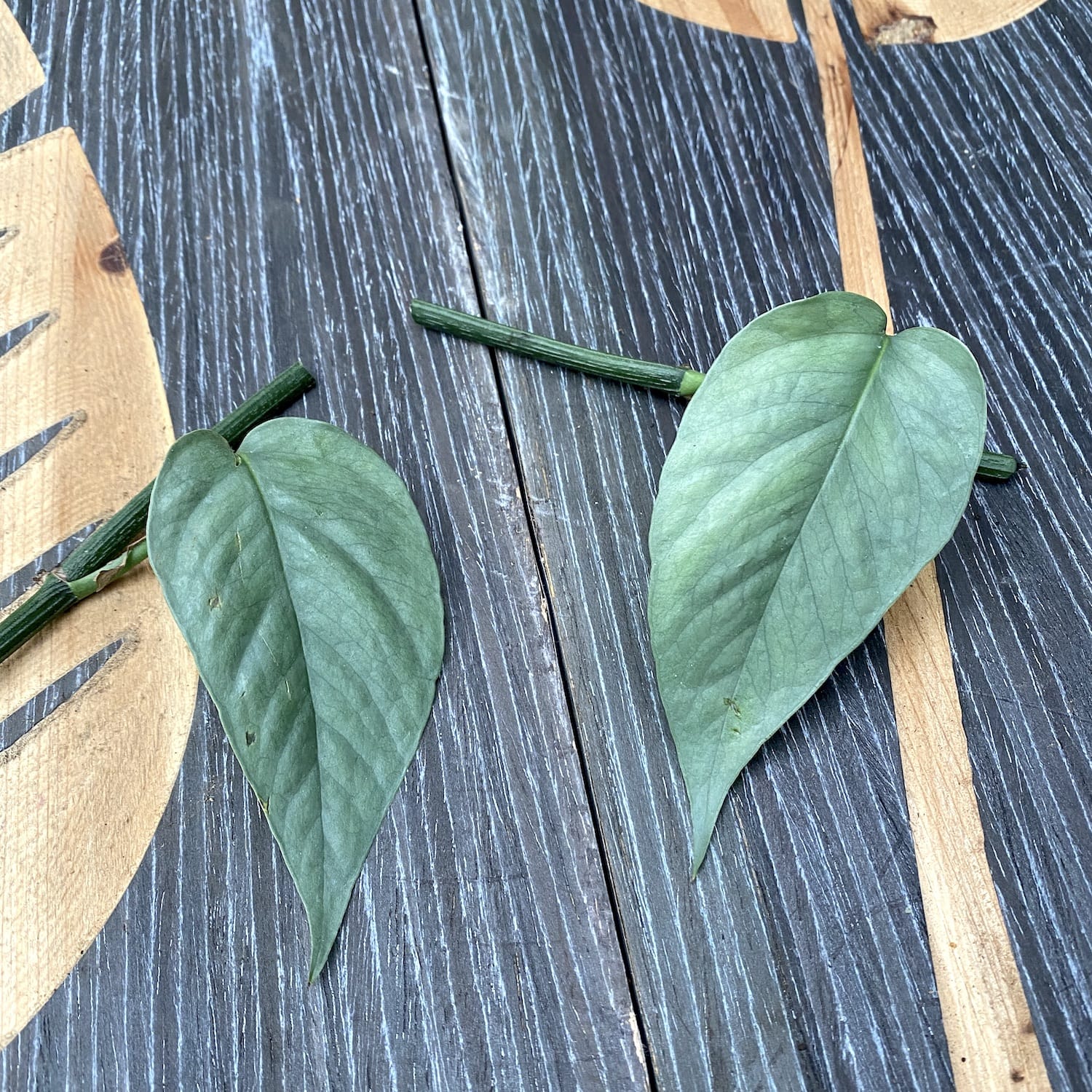 Cutting Epipremnum pinnatum ‘Cebu Blue’ (silver-blue leaves)(neinradacinat)