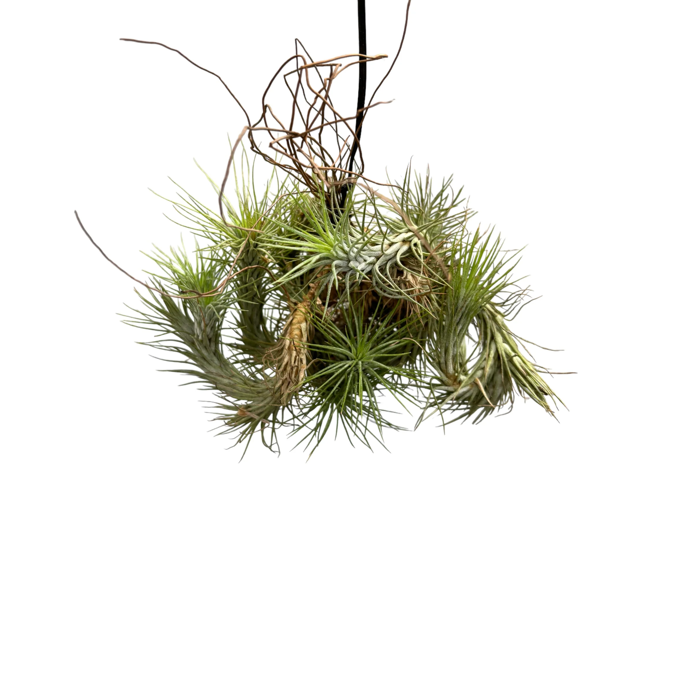 Tillandsia funckiana – clumps de plante aeriene, aspect natural si dinamic