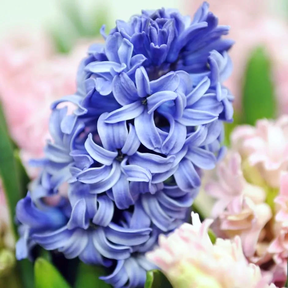 Zambile albastre – Hyacinthus orientalis 'Blue Star’