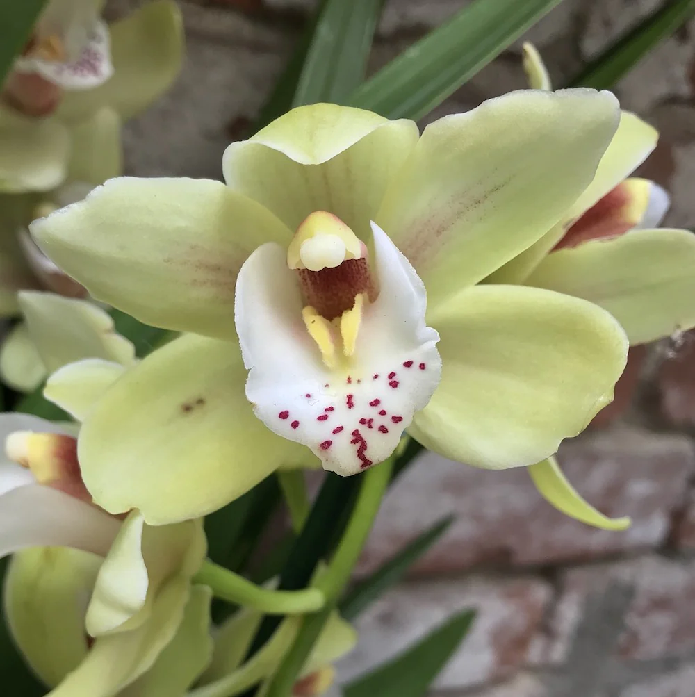 Orhidee Cymbidium Green Elf