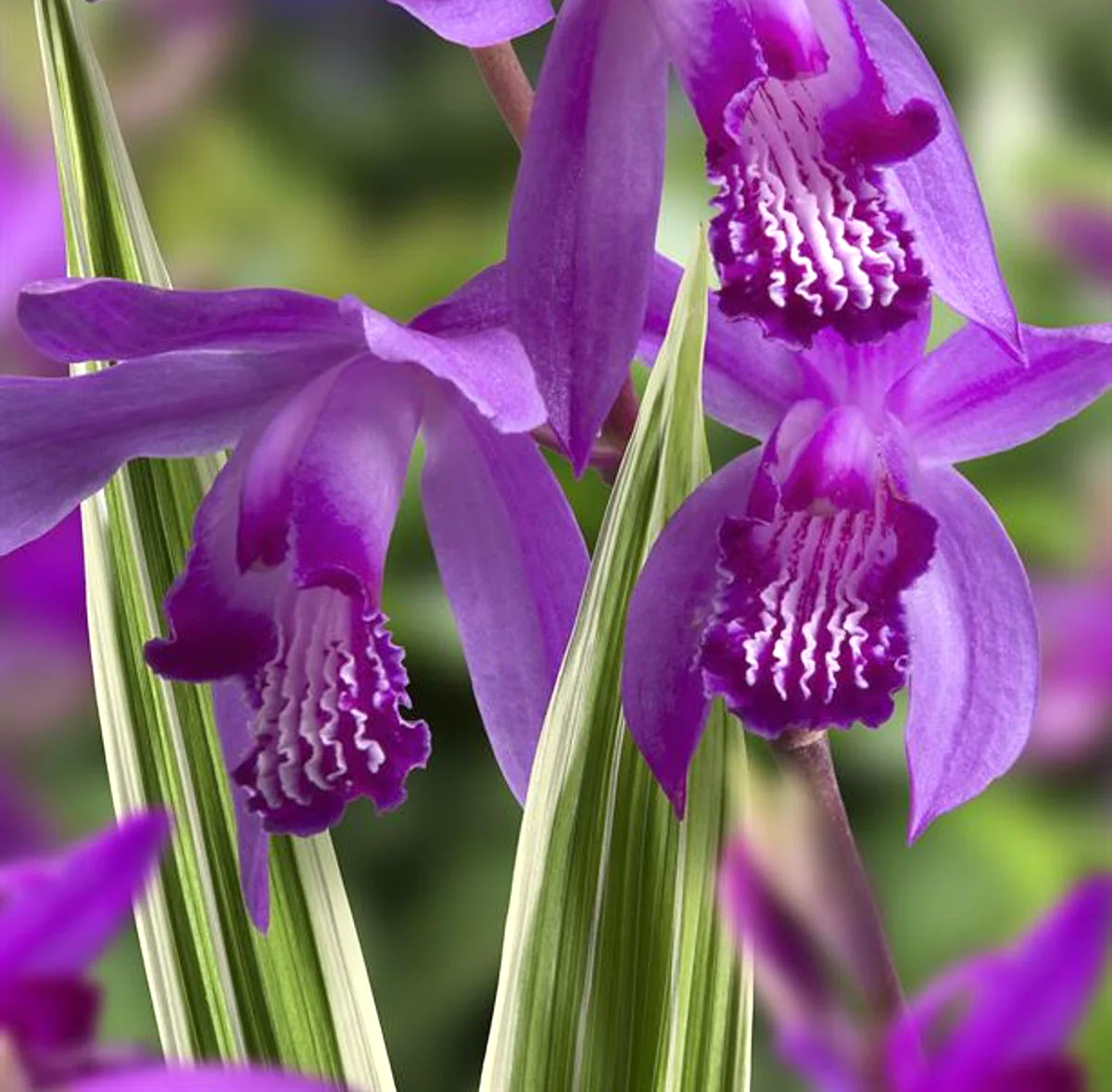 Bletilla striata 'Variegata’ (purple) – Orhidee de gradina