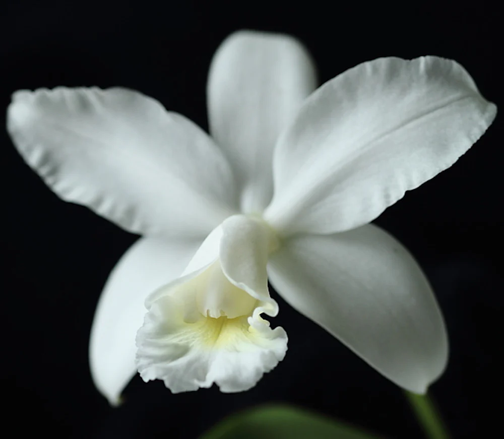 Cattleya intermedia var. alba – flori parfumate