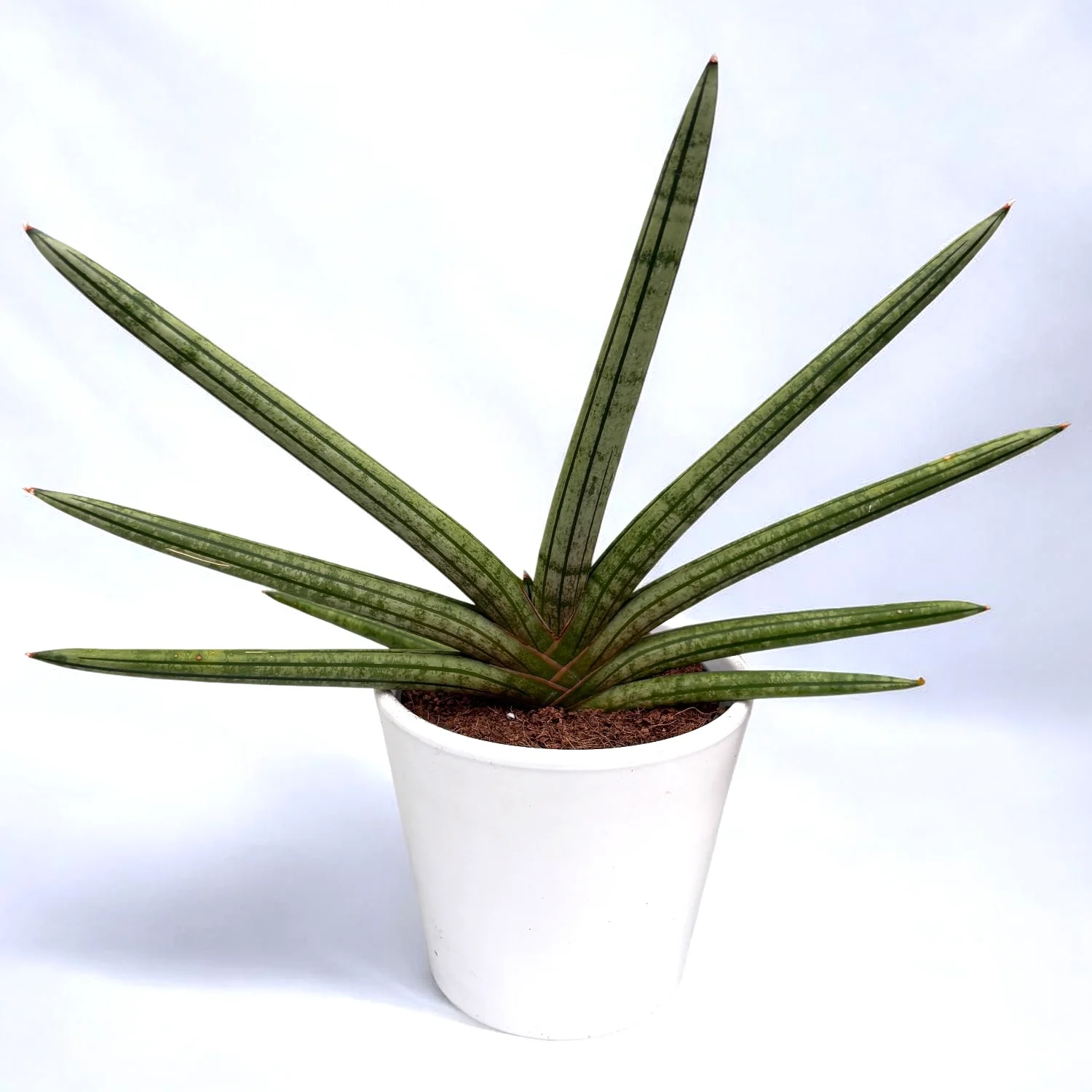 Sansevieria cylindrica ‘Tiara Platinum’ – sansevieria cilindrica argintie