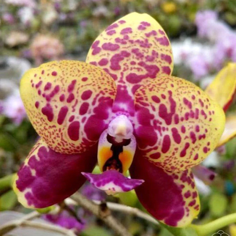 Phalaenopsis Yaphon Black Rose '1825′
