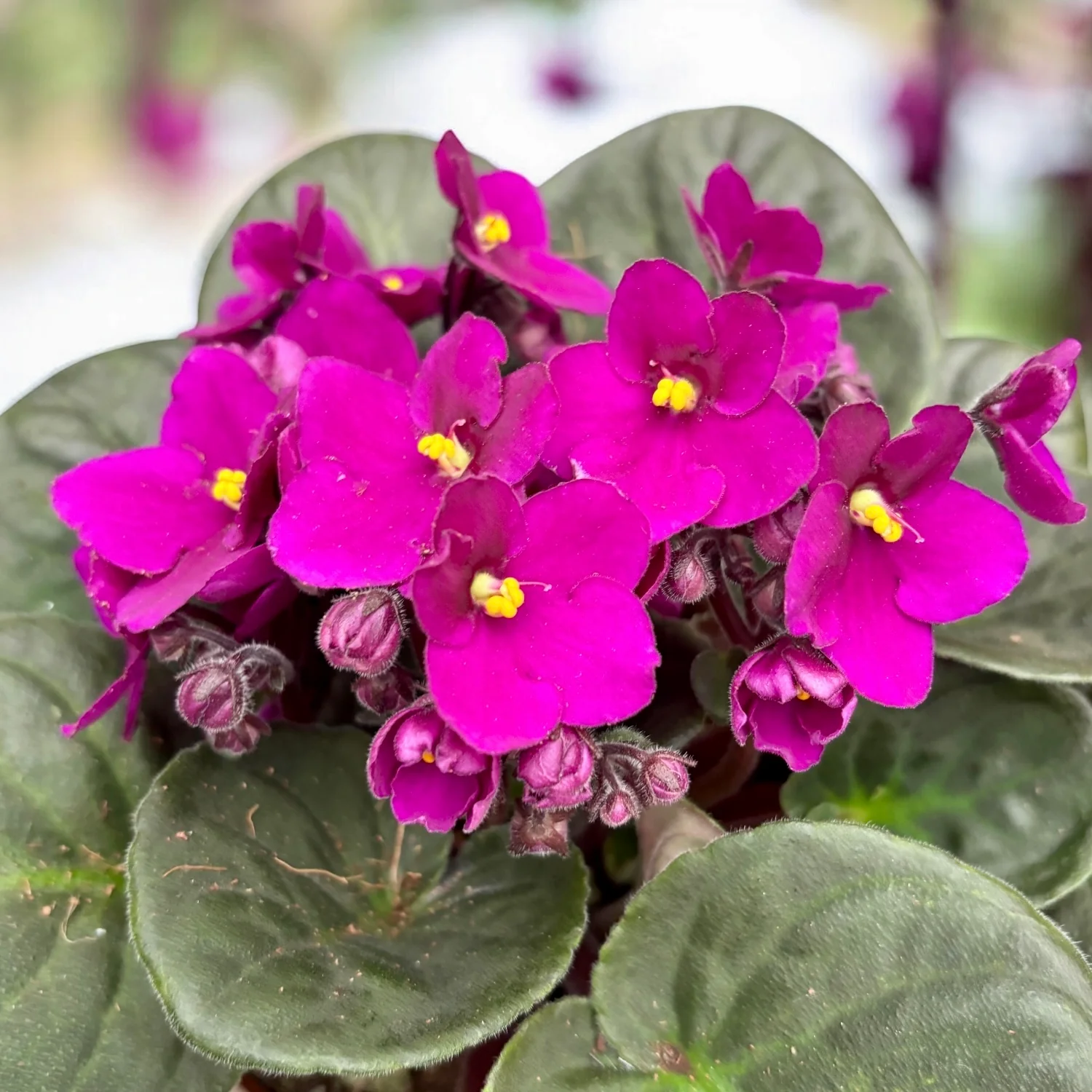Saintpaulia Voila Red – violete africane