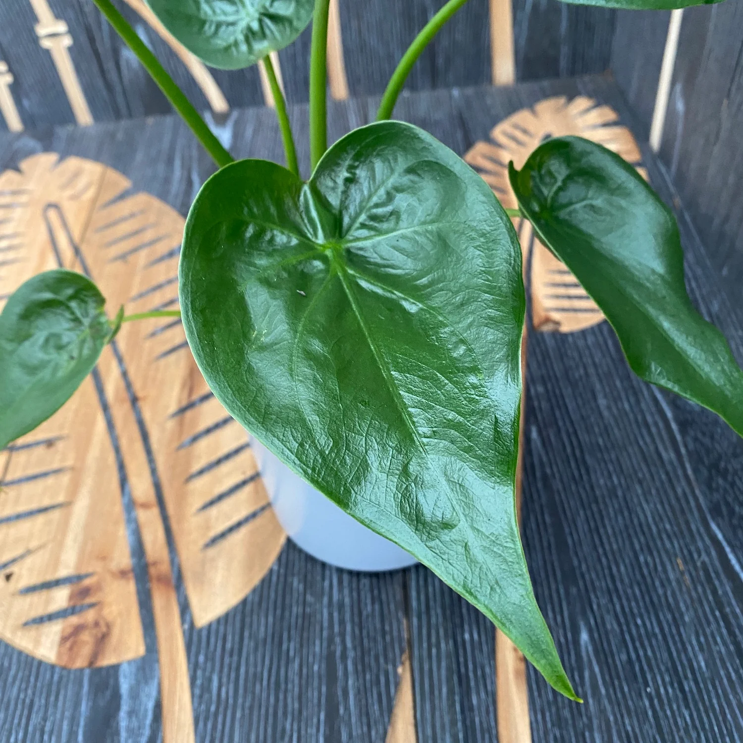 Alocasia Cucullata