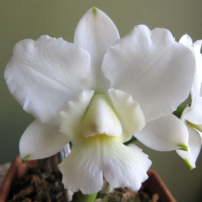 Cattleya walkeriana var. alba *parfumata