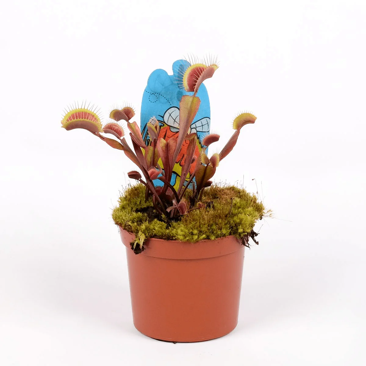 Dionaea muscipula 'Red Dragon’ (Venus Flytrap)
