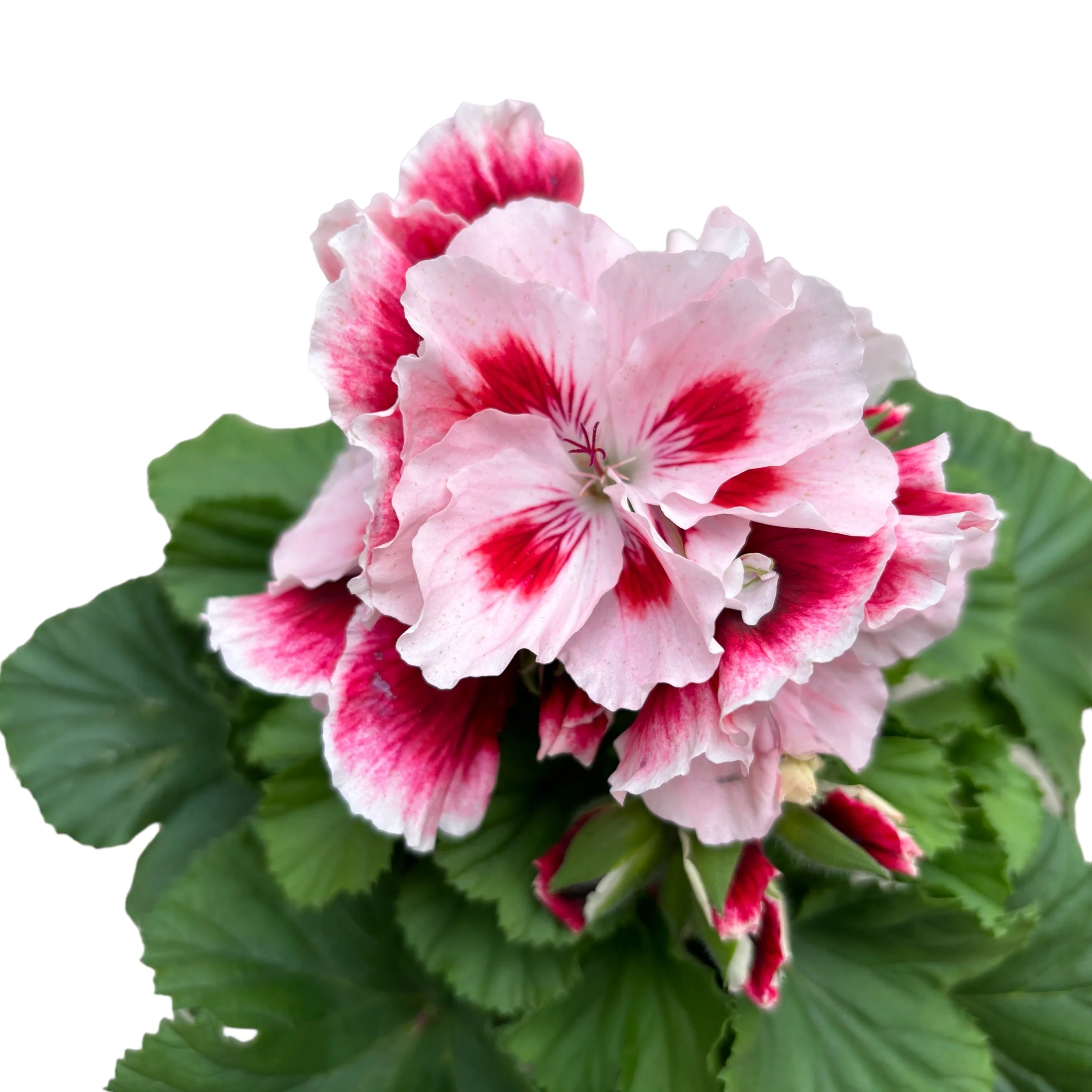 Pelargonium grandiflorum 'Elegance Pauline’ (muscate englezesti)