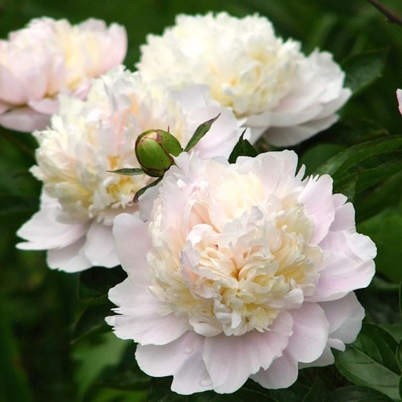 Bujori de gradina roze parfumati – Paeonia lactiflora 'Shirley Temple’