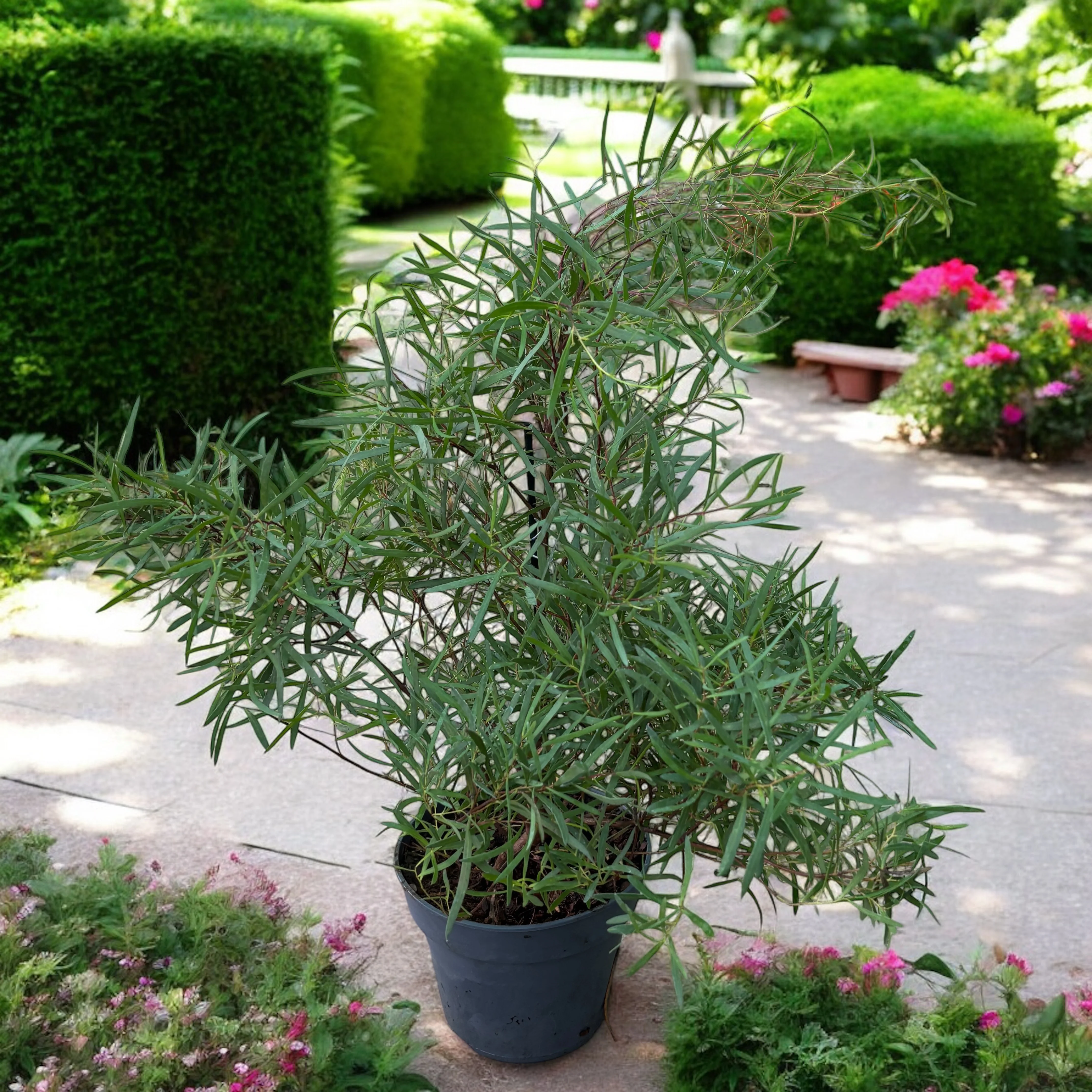 Eucalipt – Eucalyptus pulchella (syn. E. linearis)