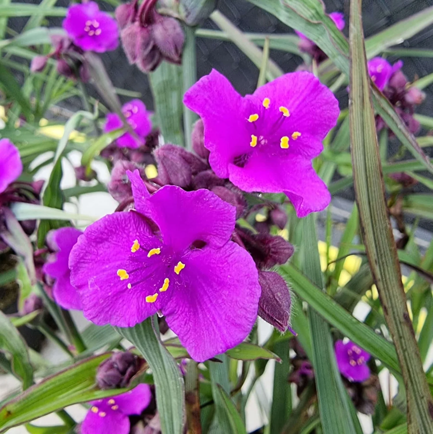 Tradescantia 'JS®Brainstorm’ (evergreen, de gradina)